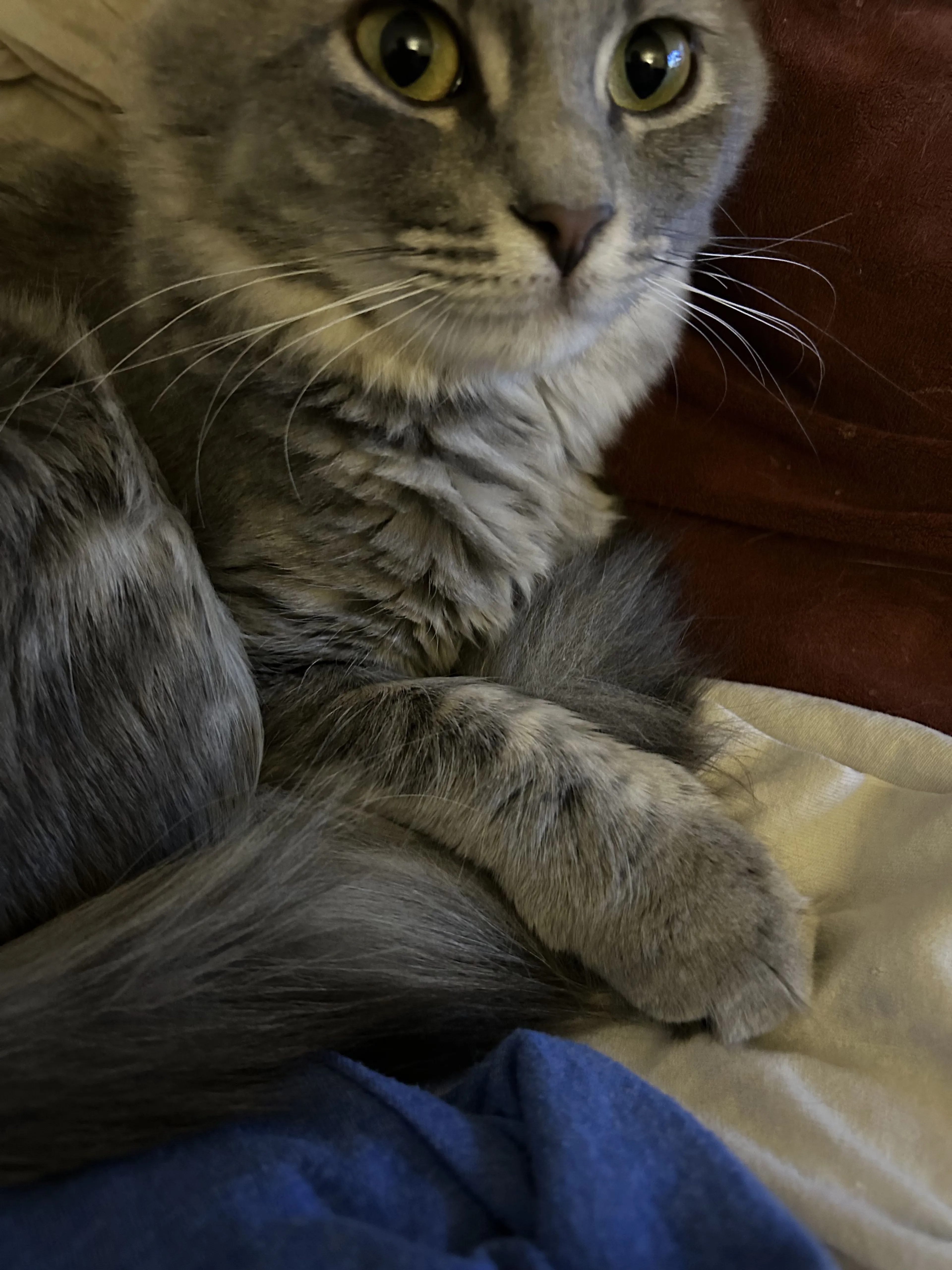 Lost pet-3