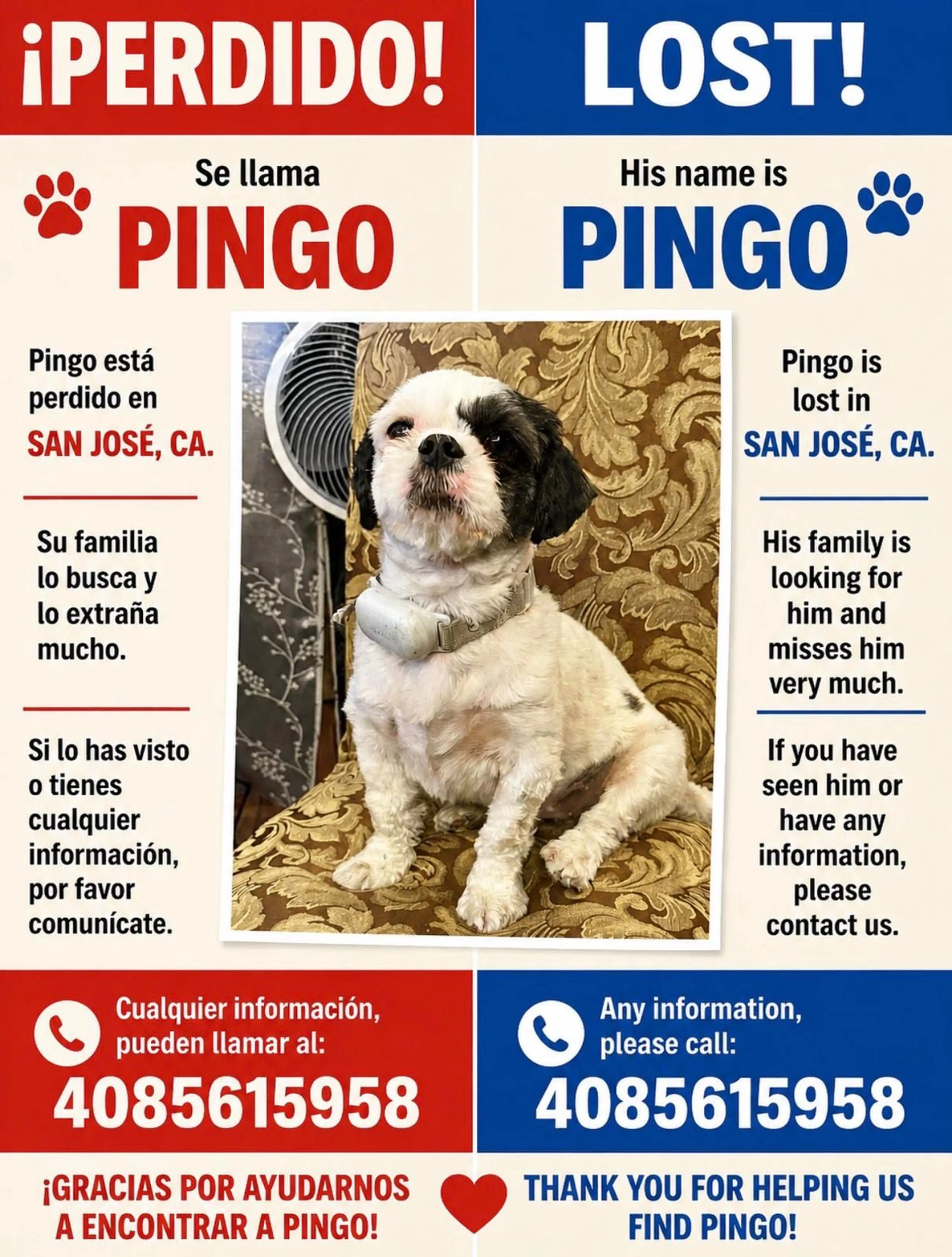 Lost pet
