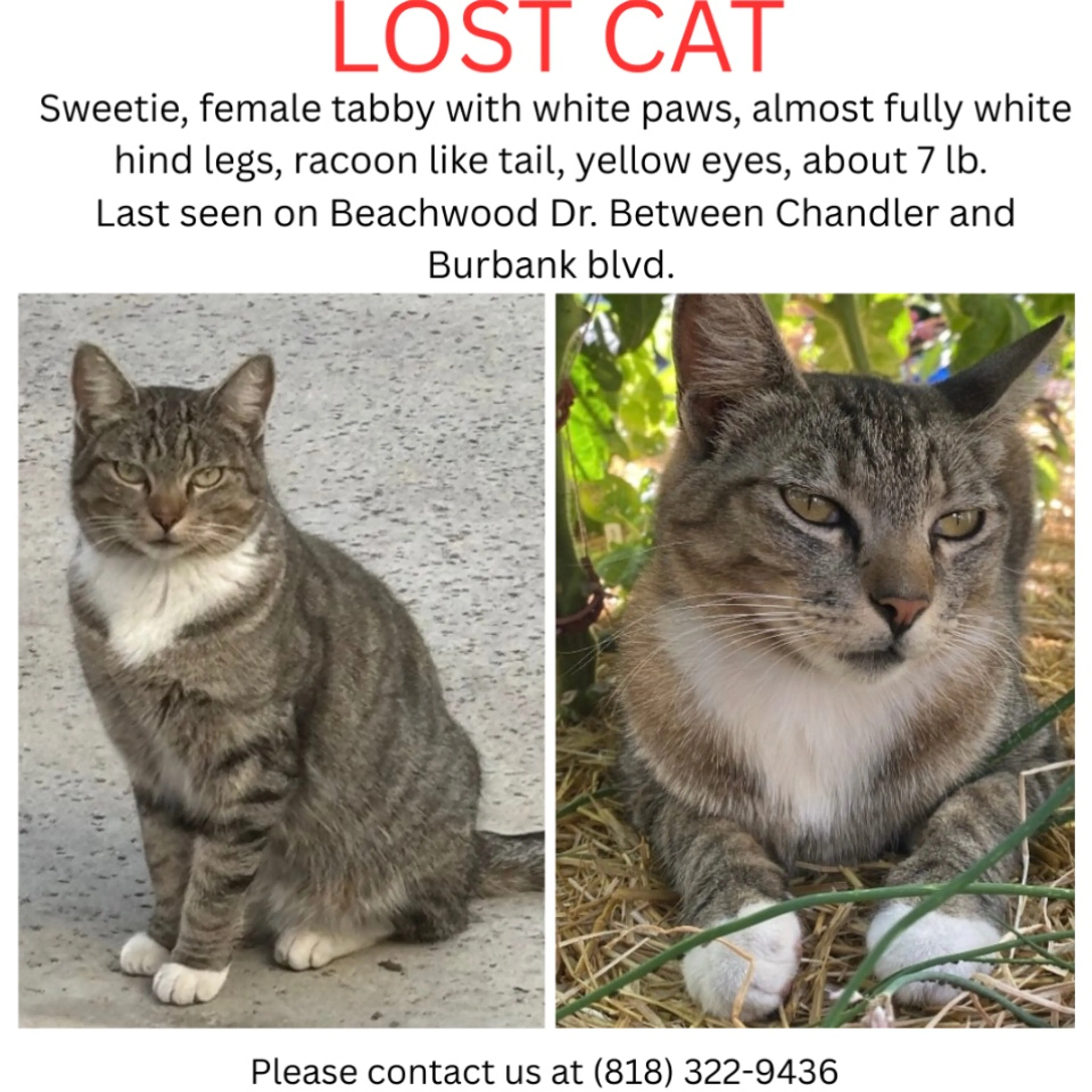 Lost pet-0