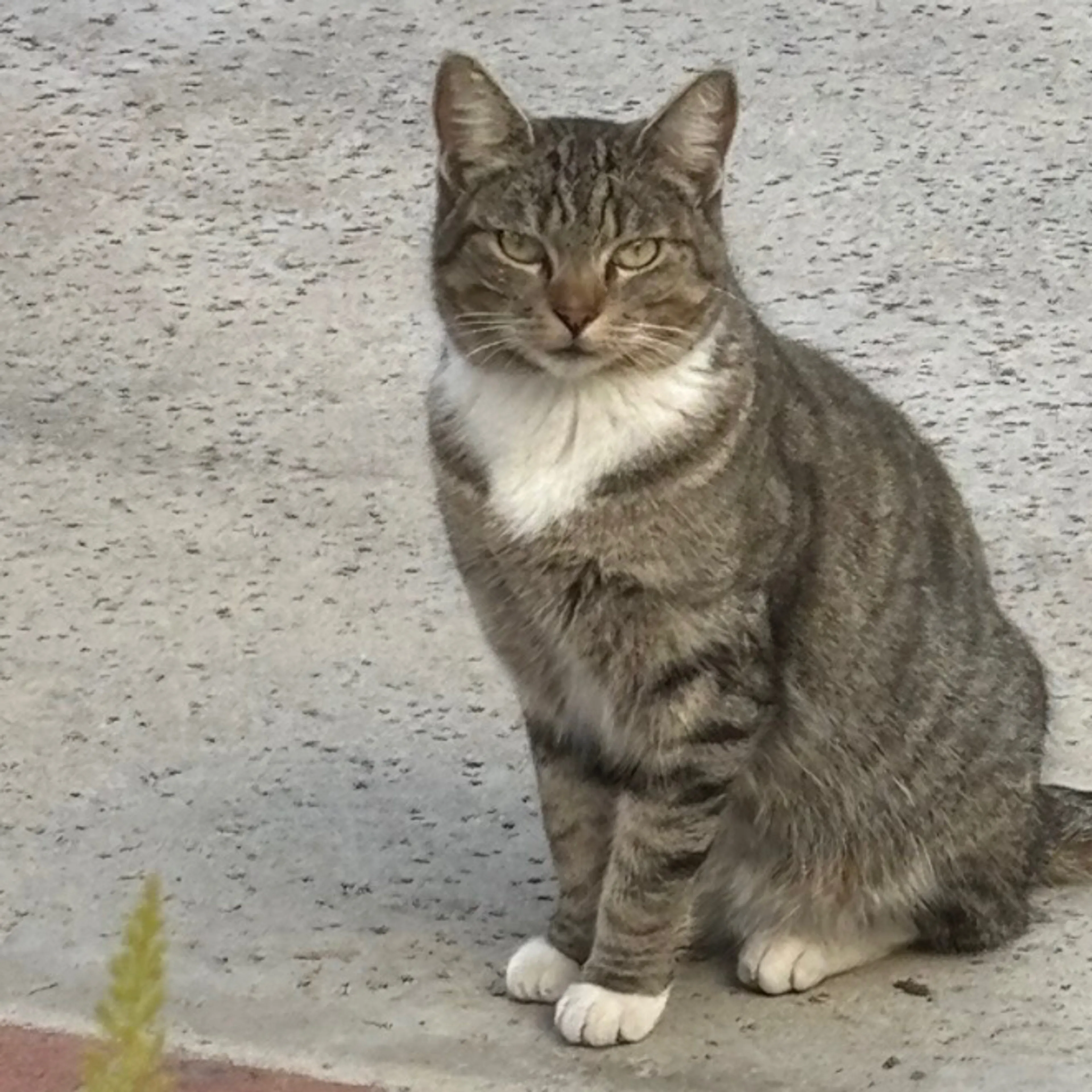 Lost pet-1