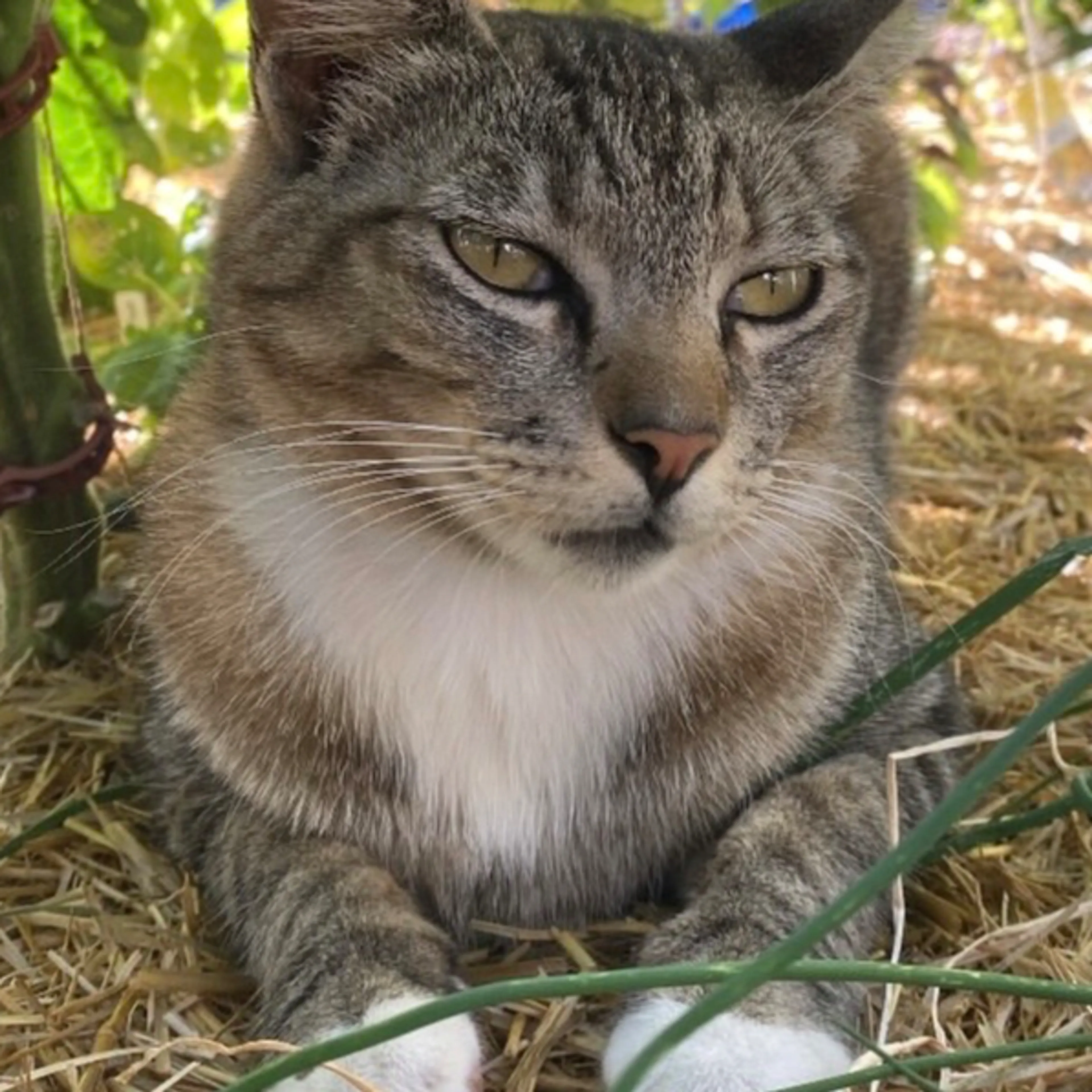 Lost pet-2