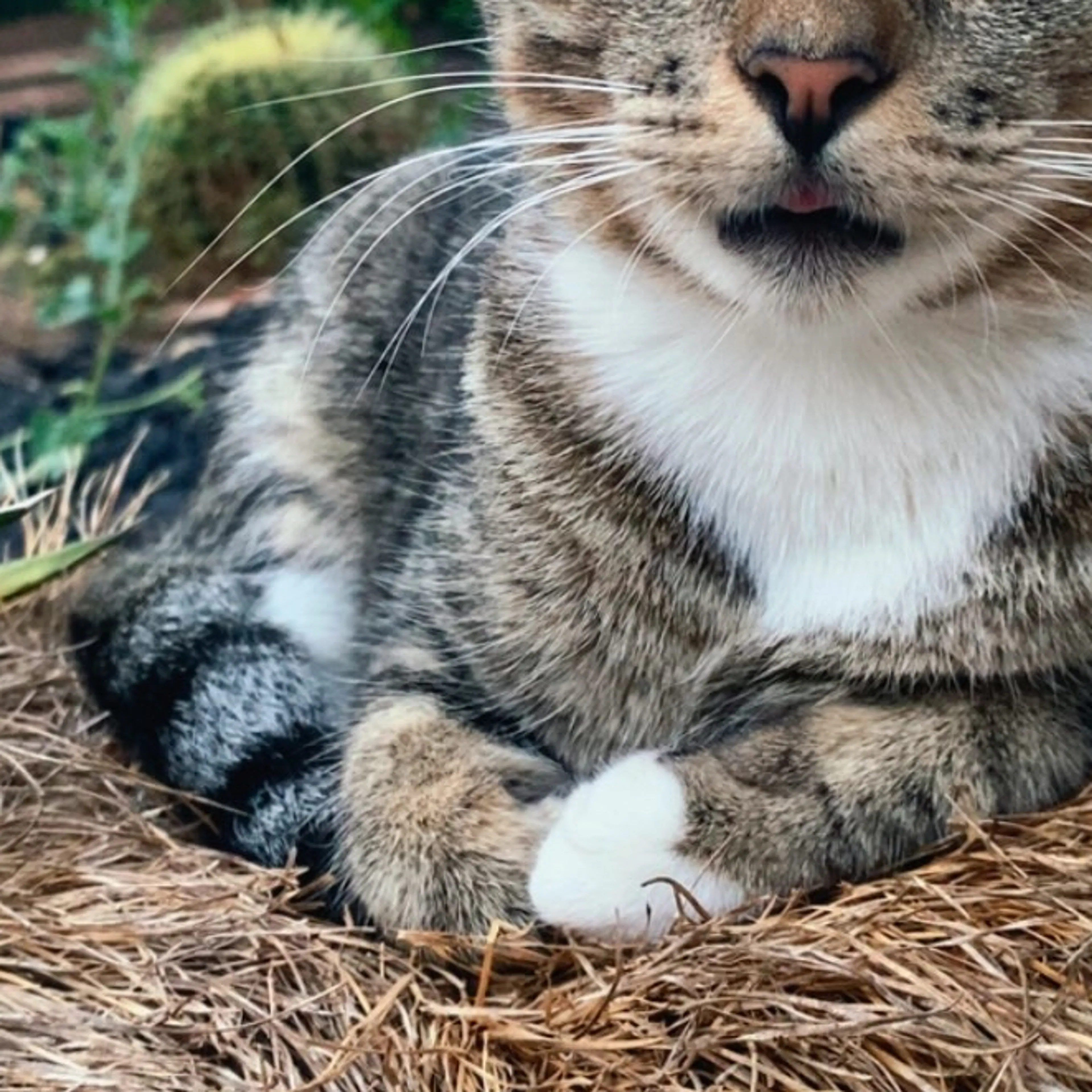 Lost pet-3