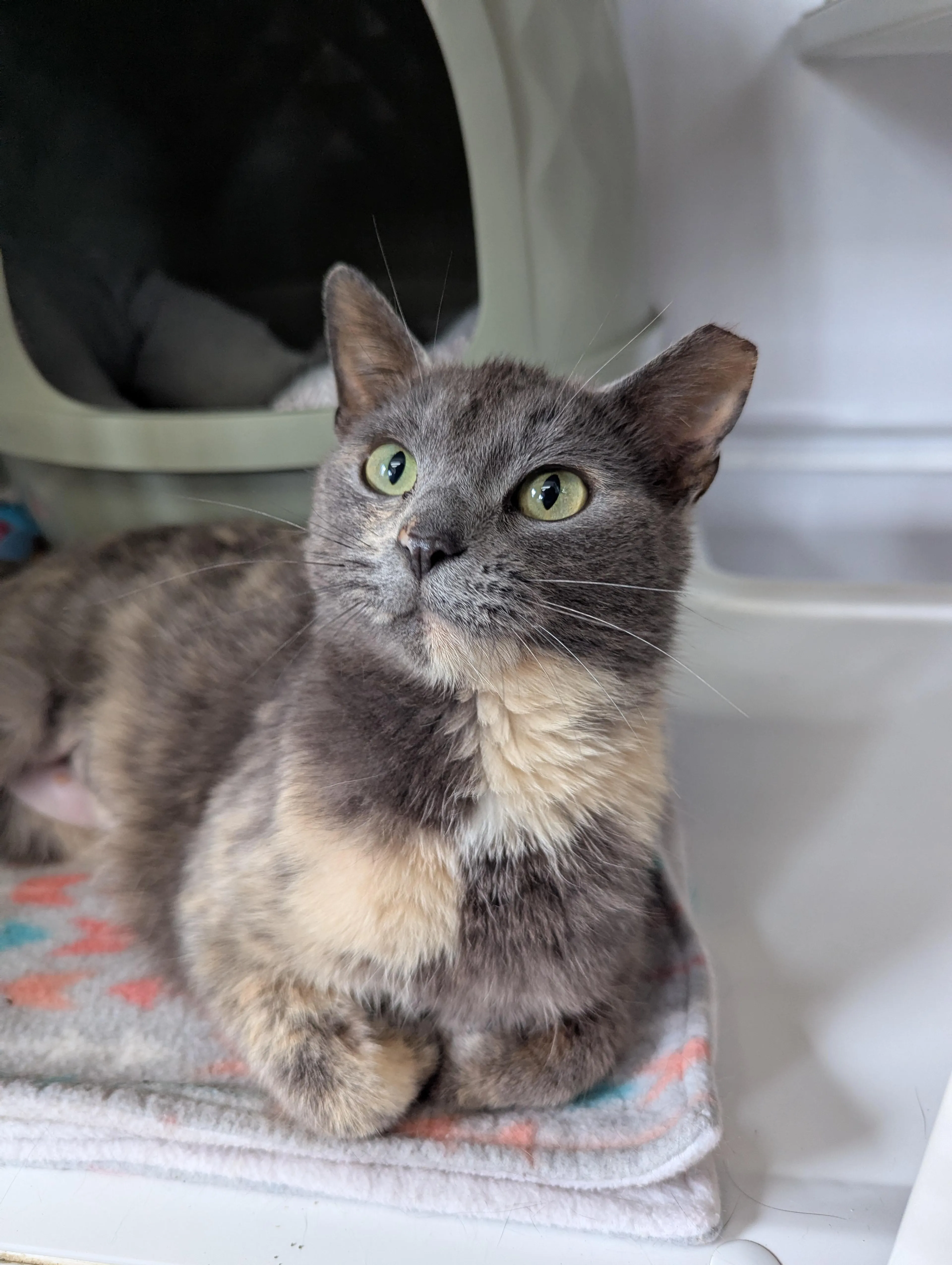 Found pet-1