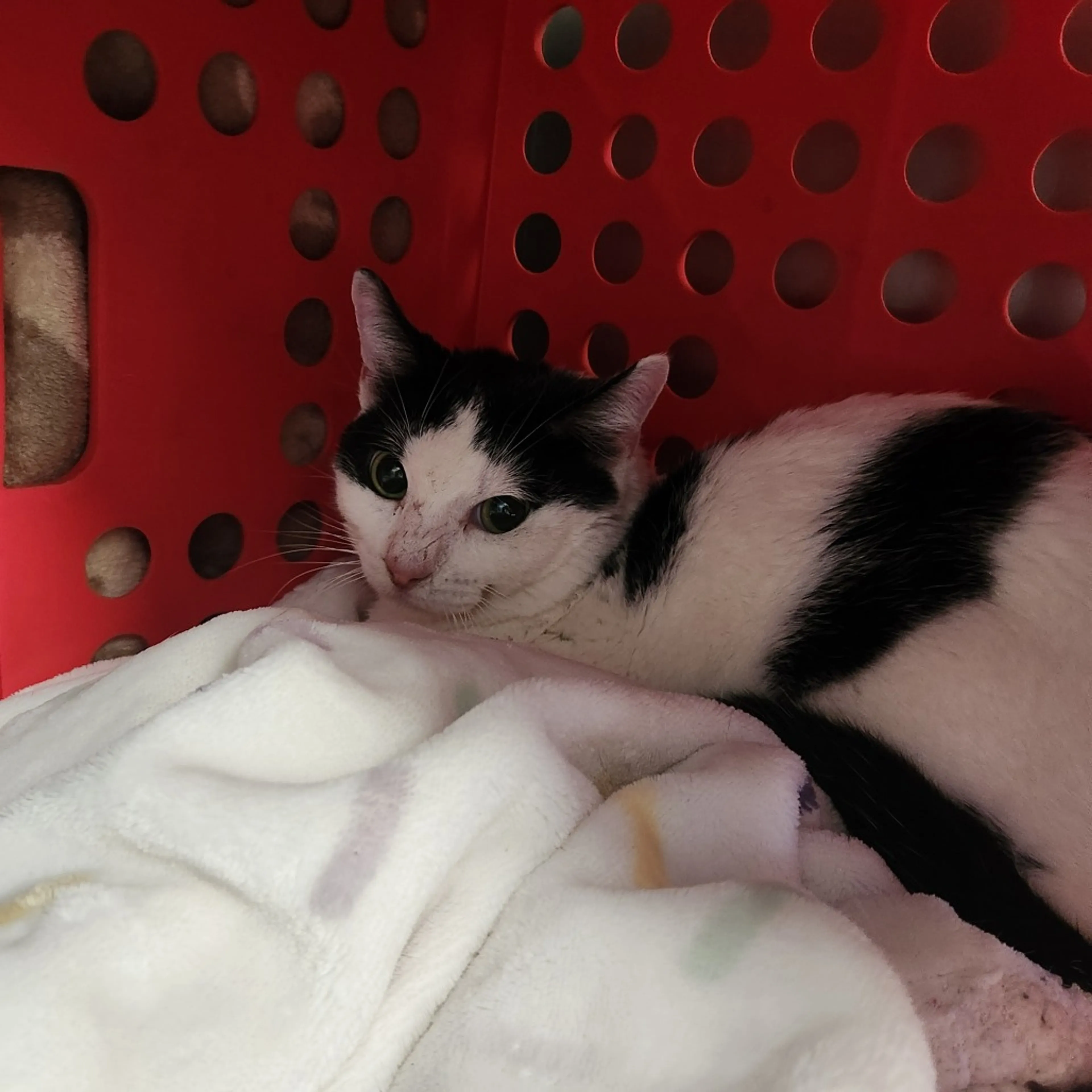 Found pet