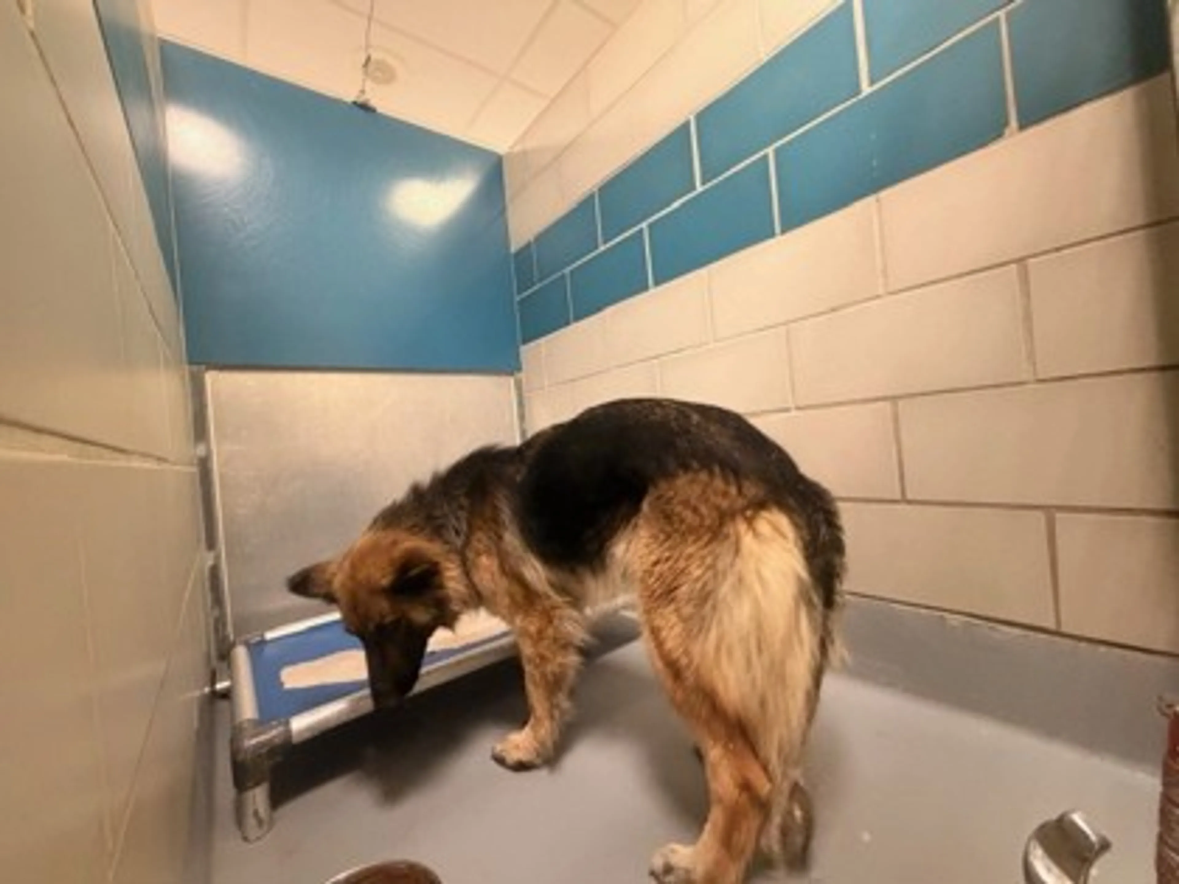 Found pet
