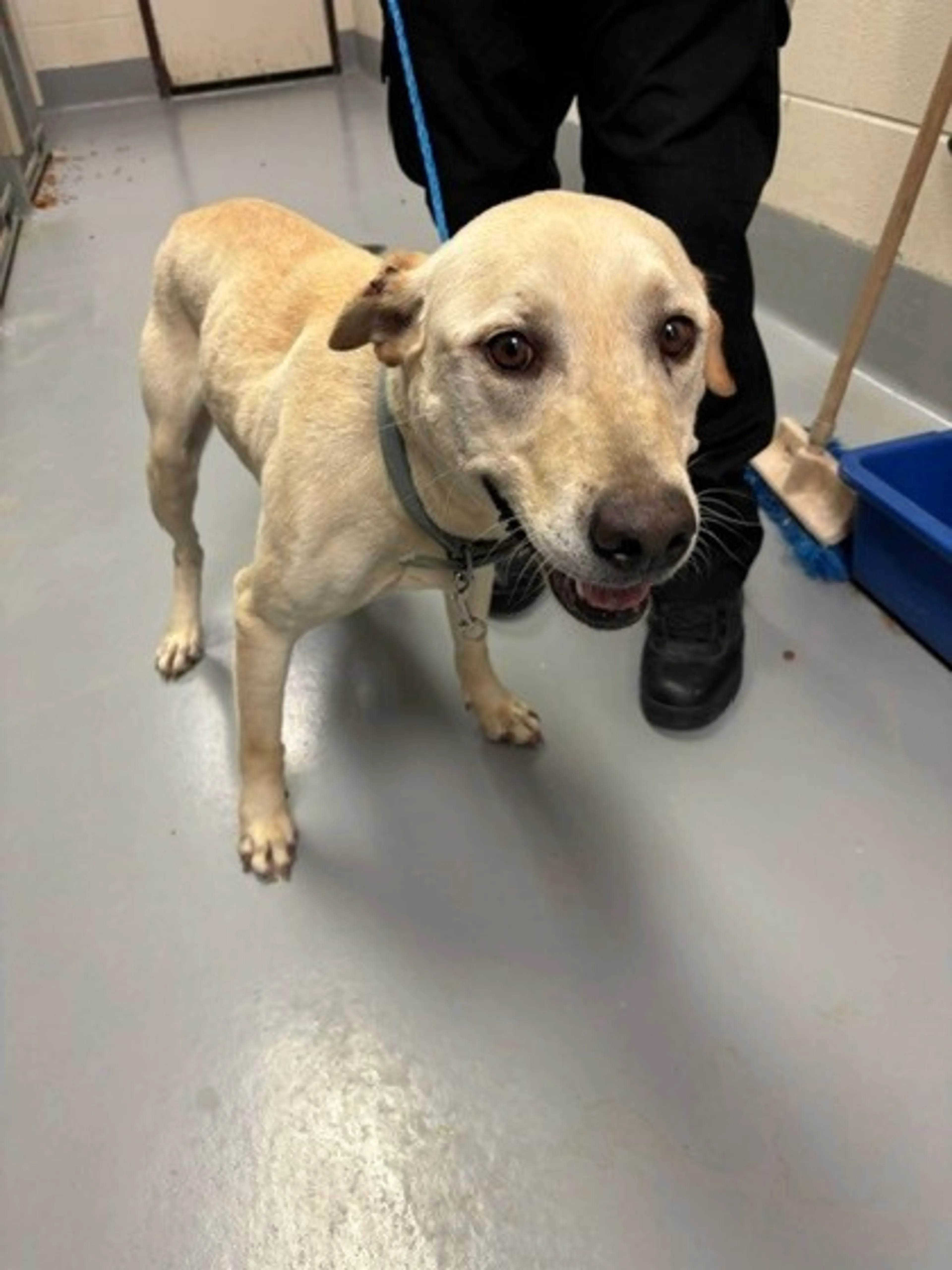 Found pet