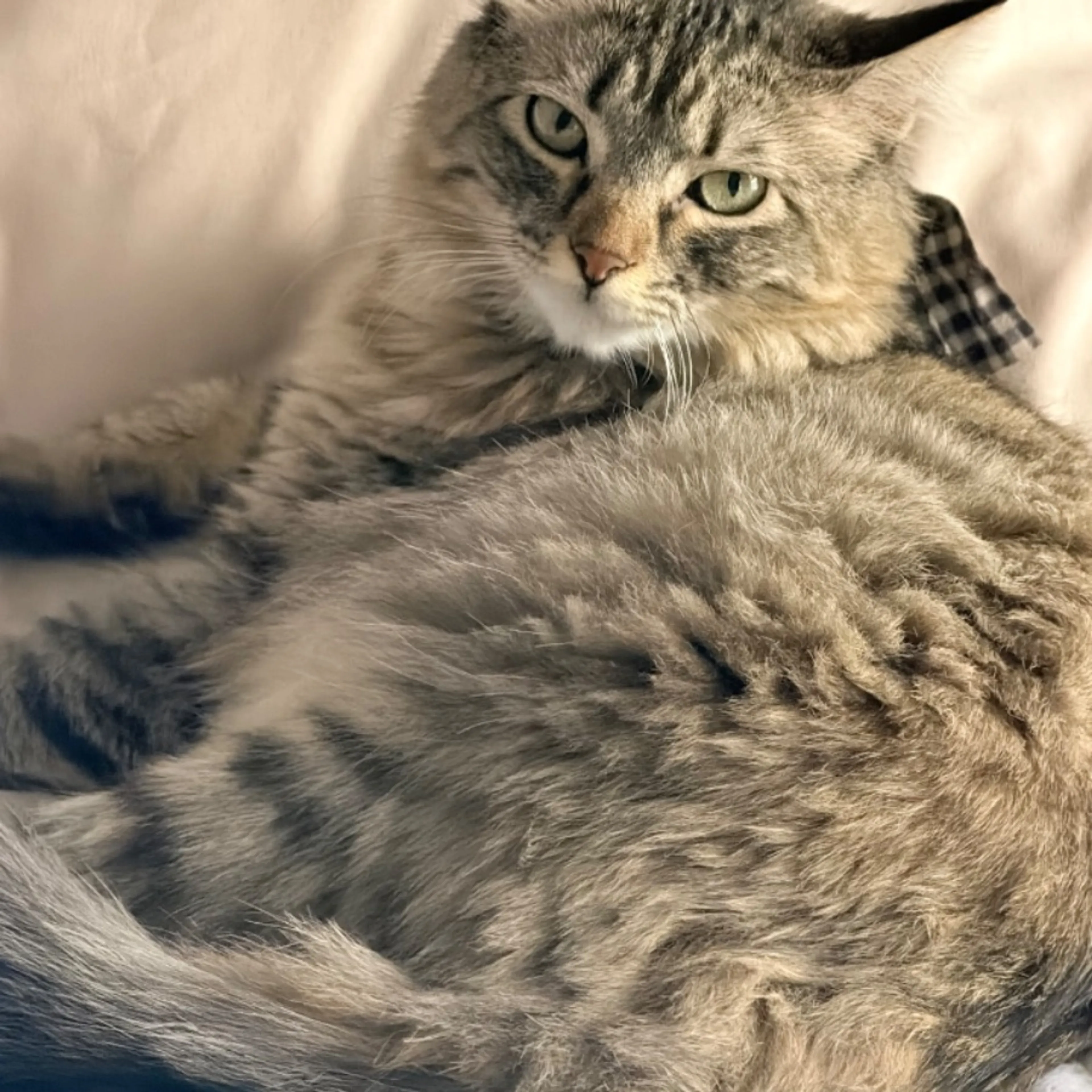 Lost pet