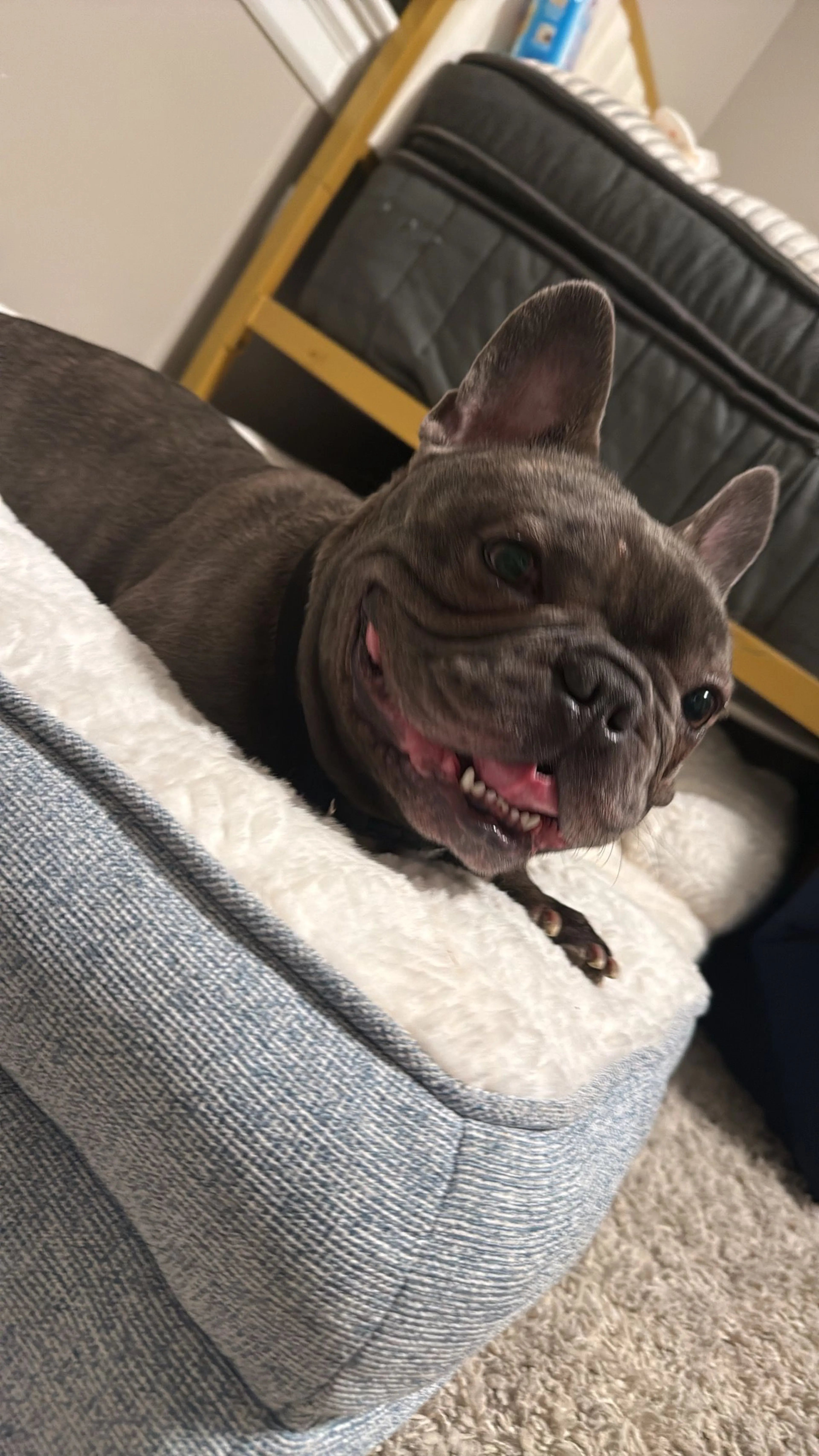 Lost pet-1