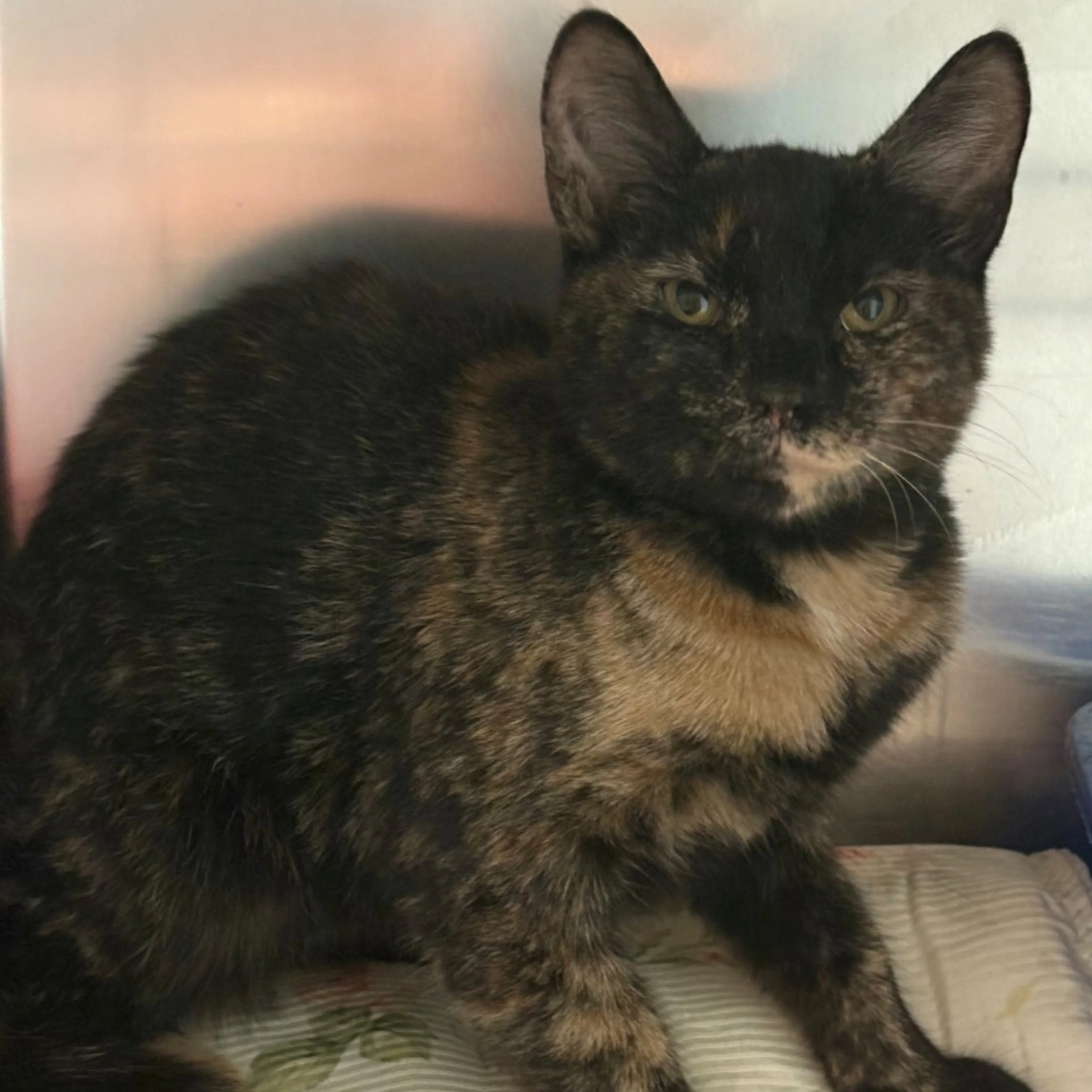 Found pet-1