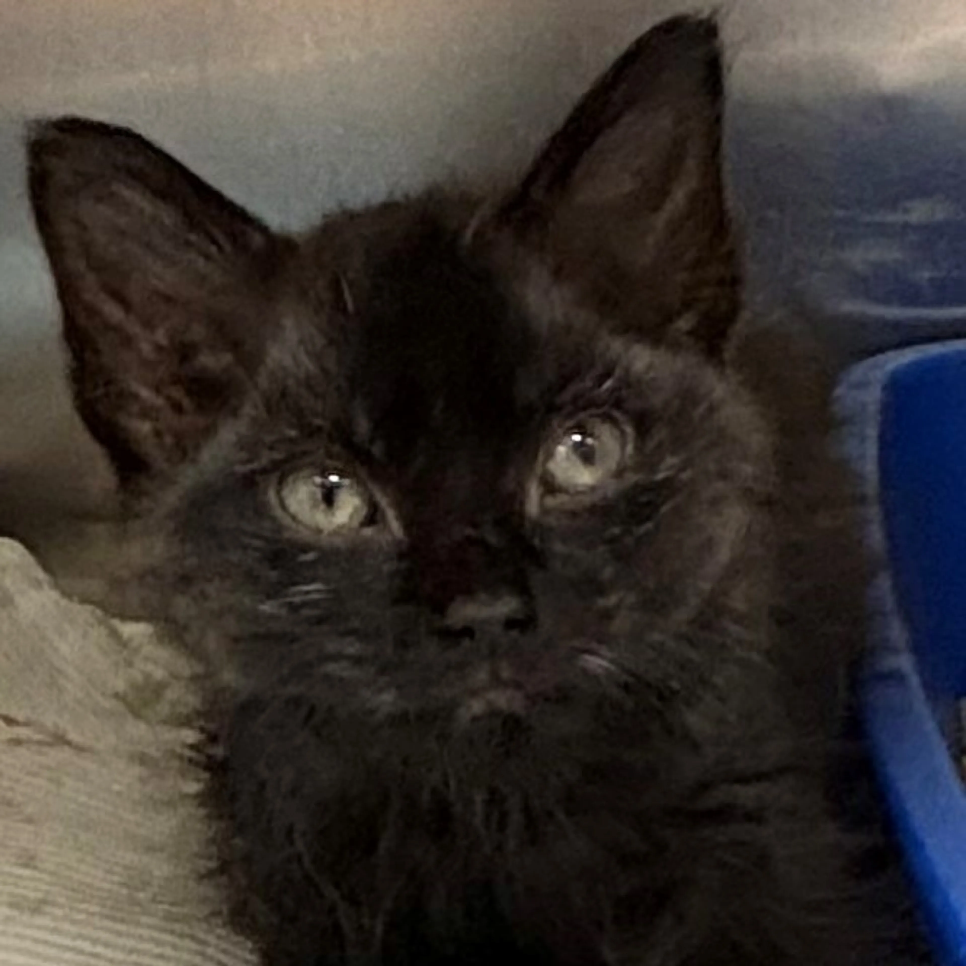 Found pet-1