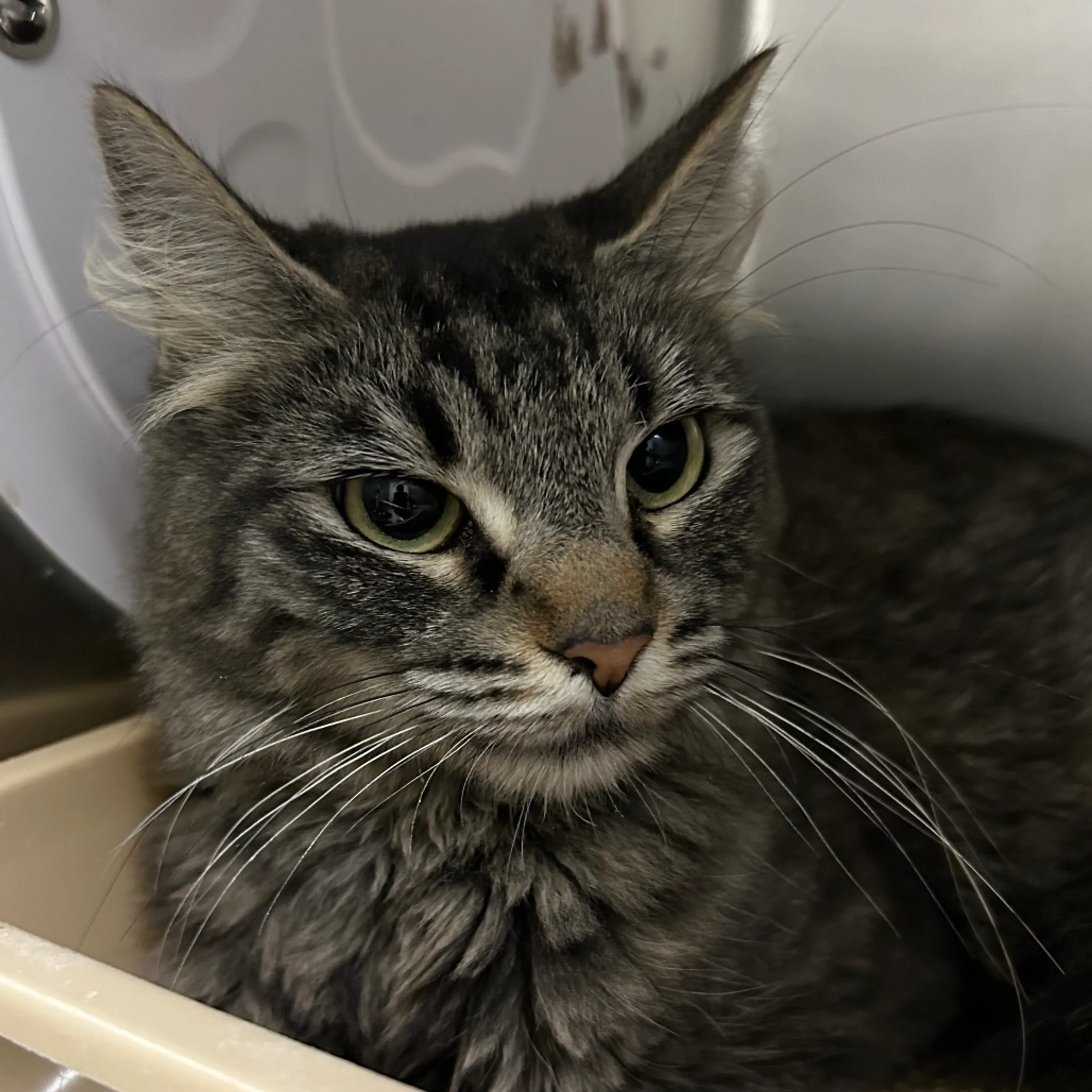 Found pet