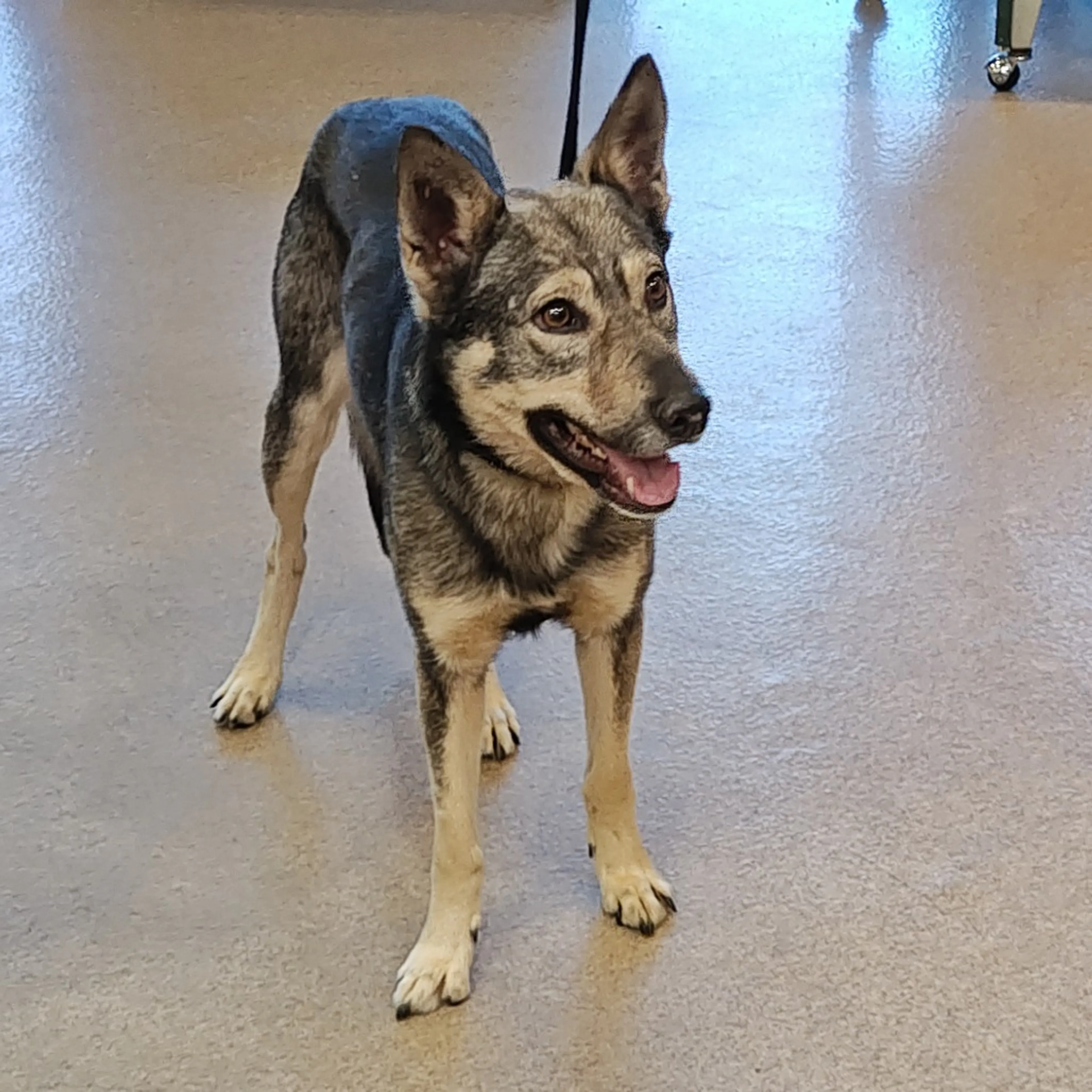 Found pet