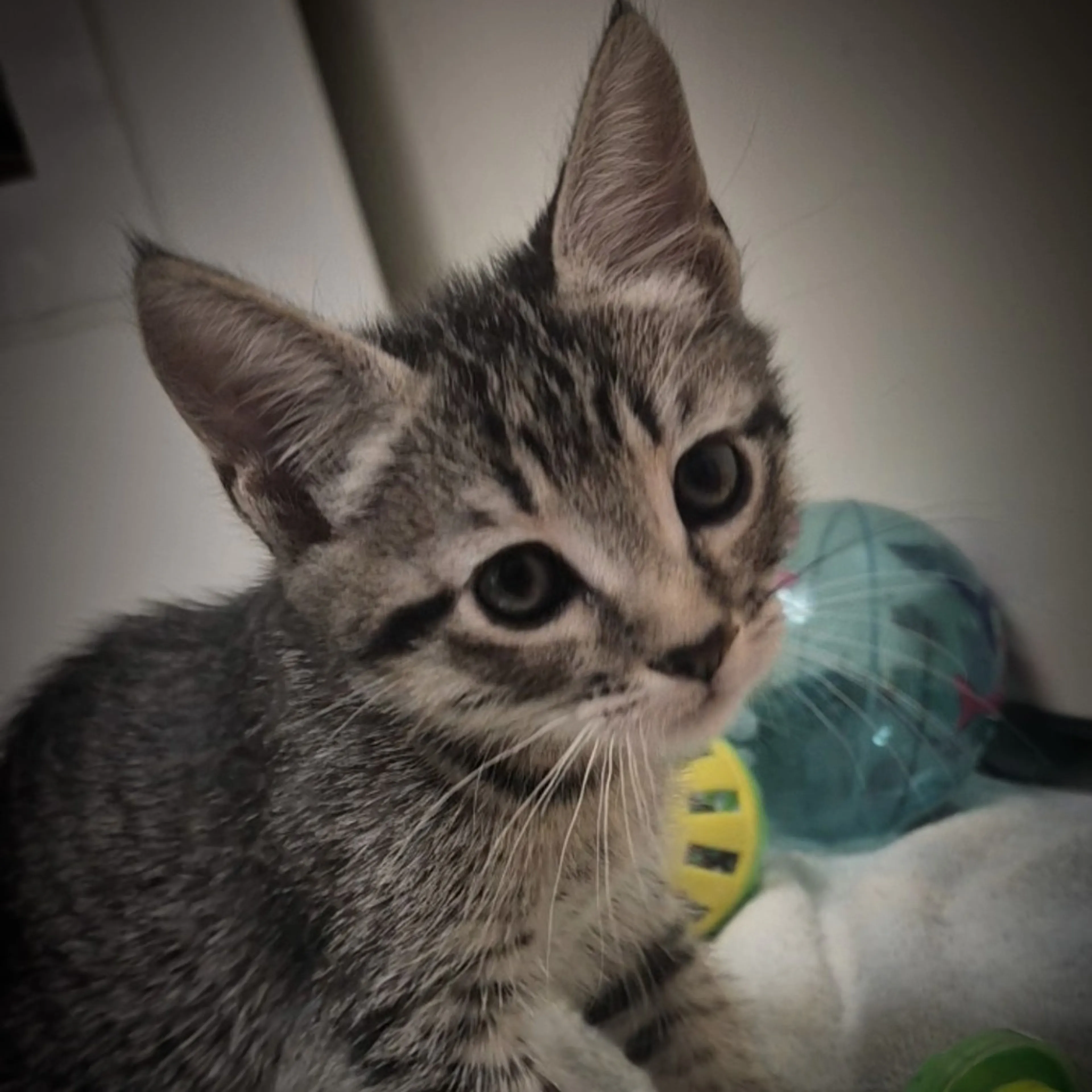 Found pet-0