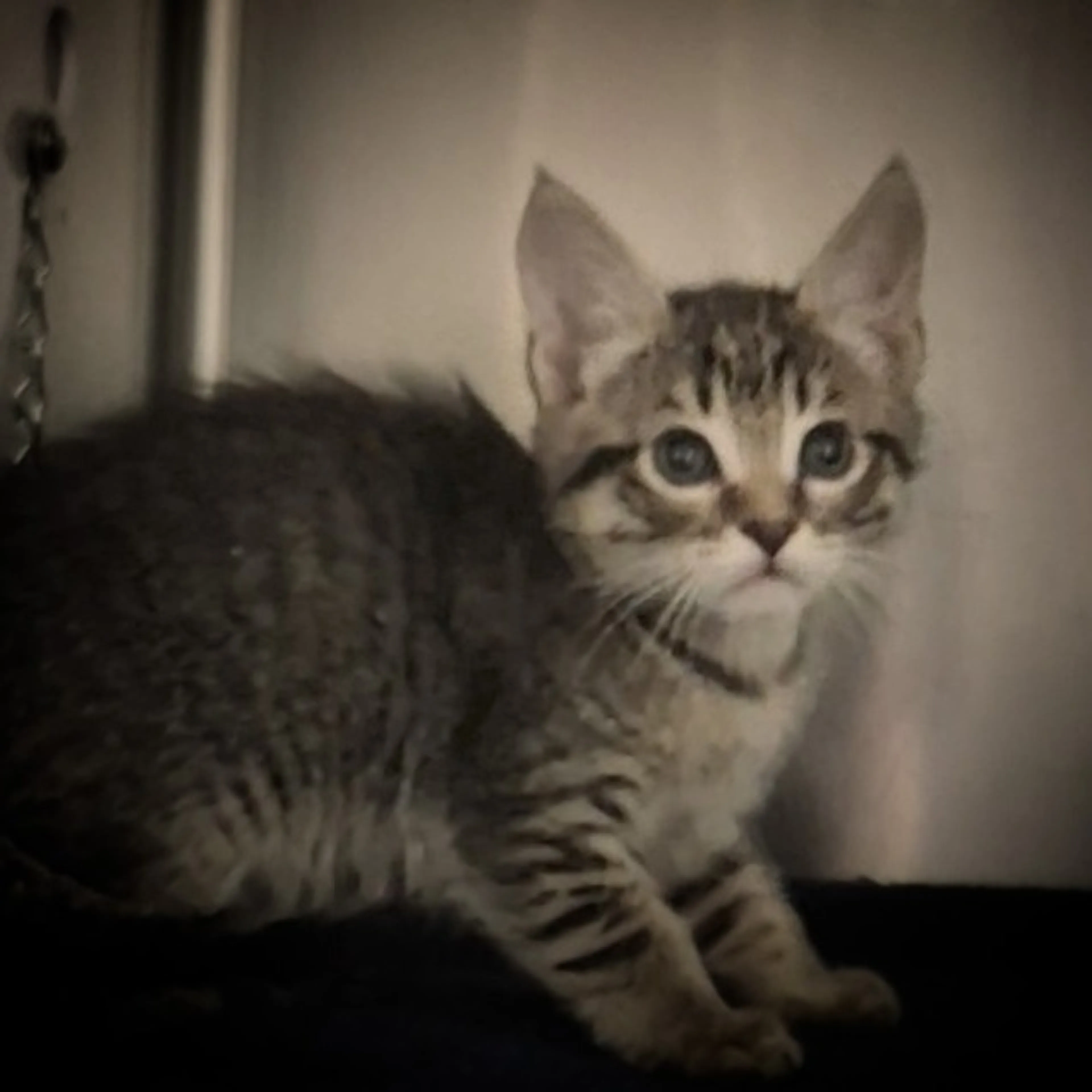 Found pet-1