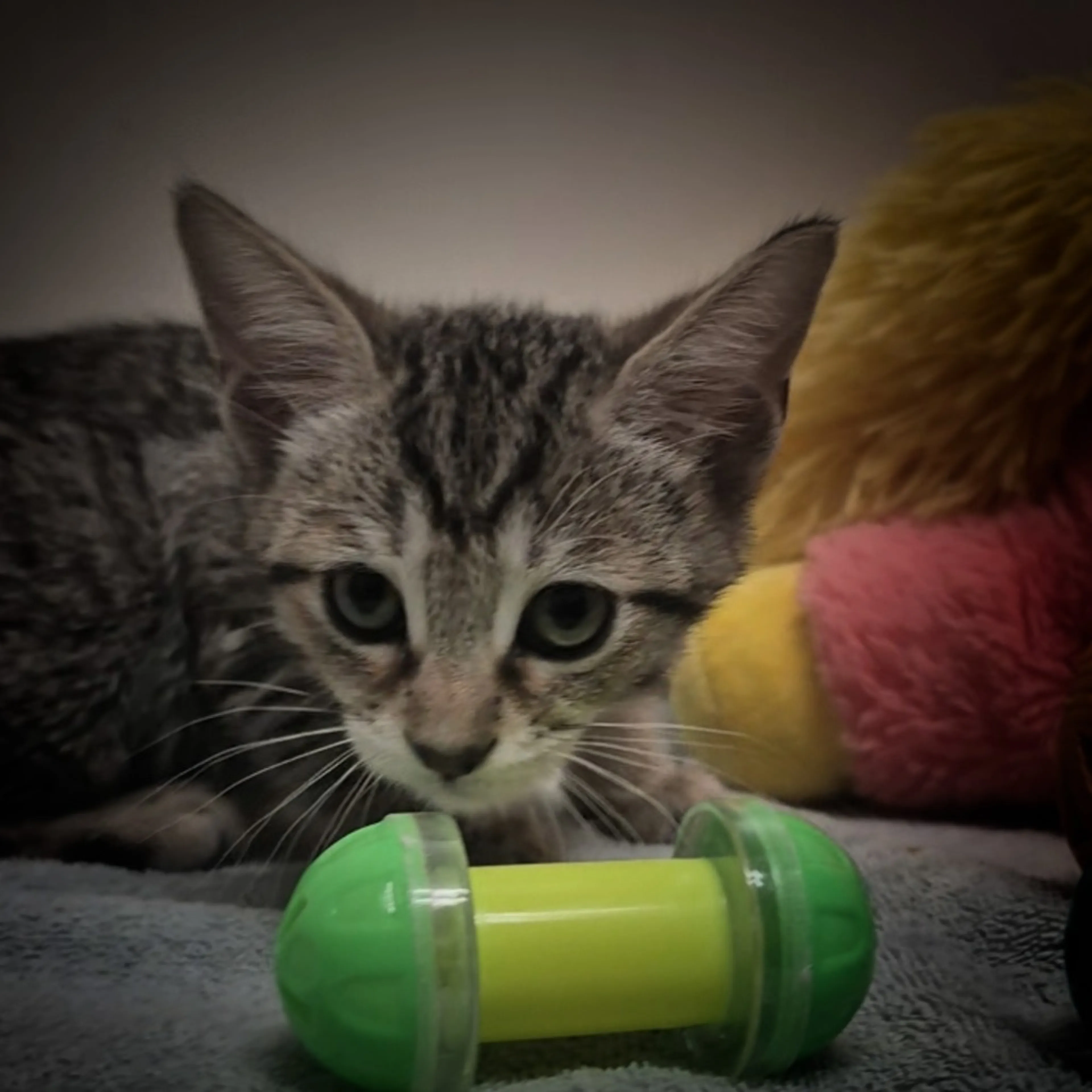 Found pet-0