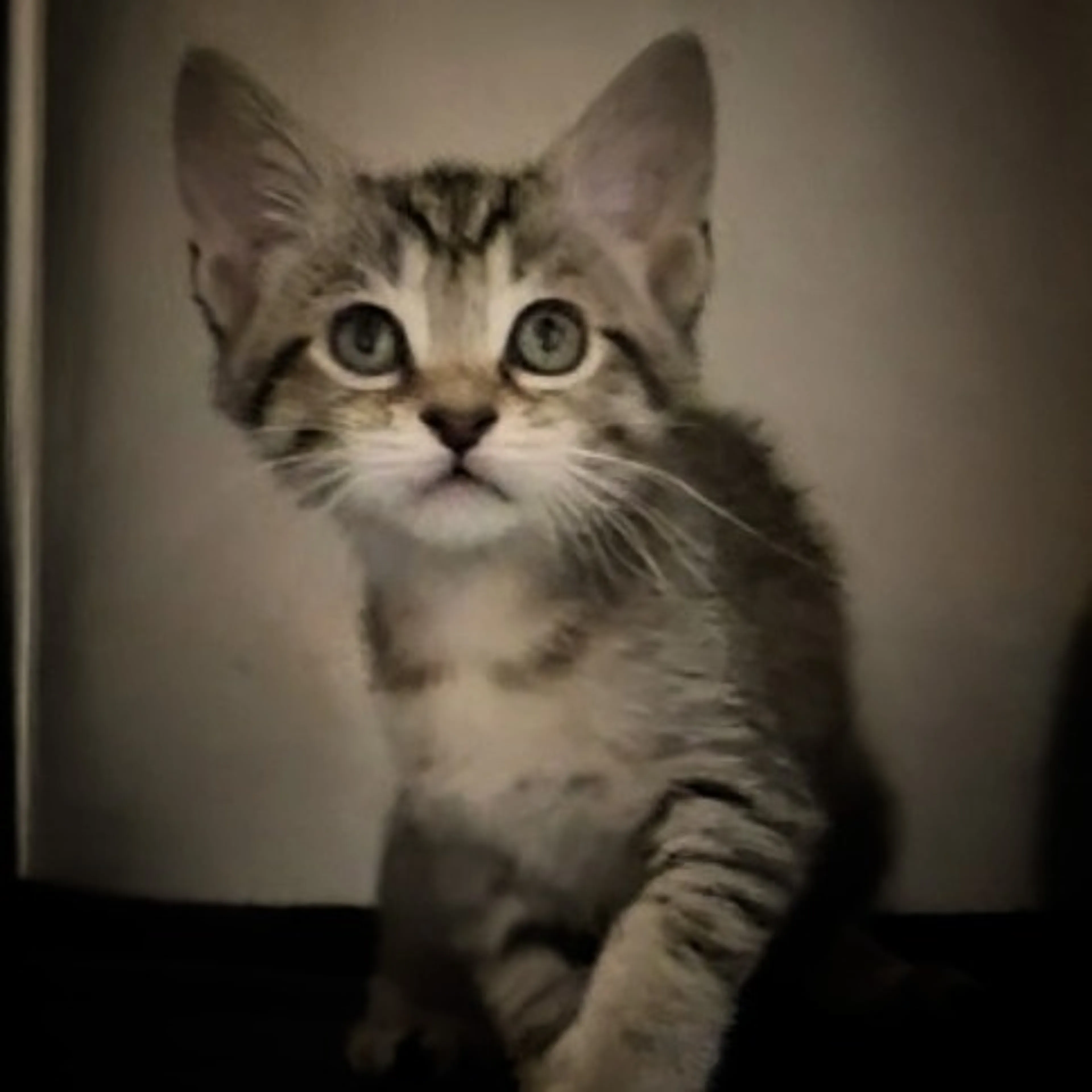 Found pet-1