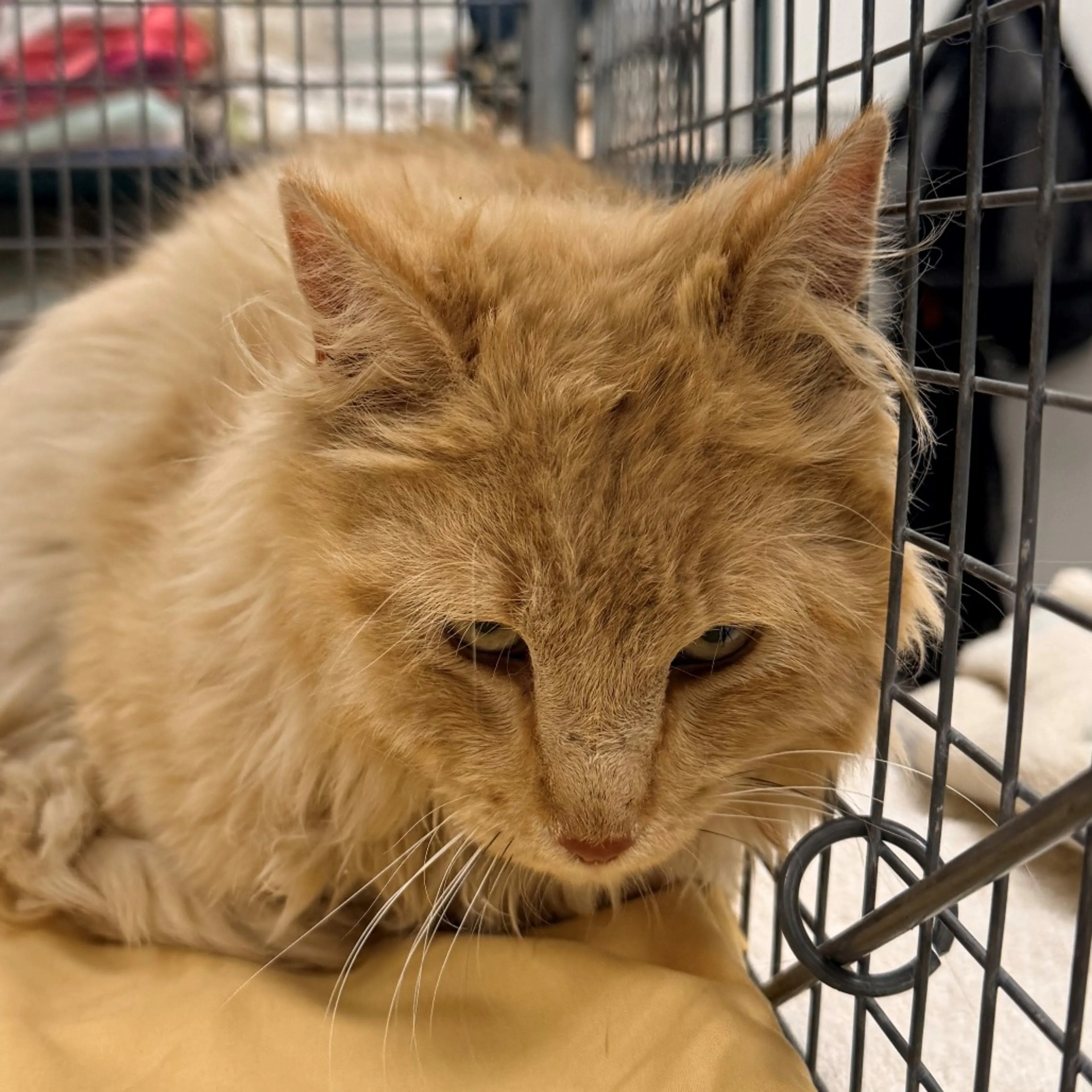 Found pet-1