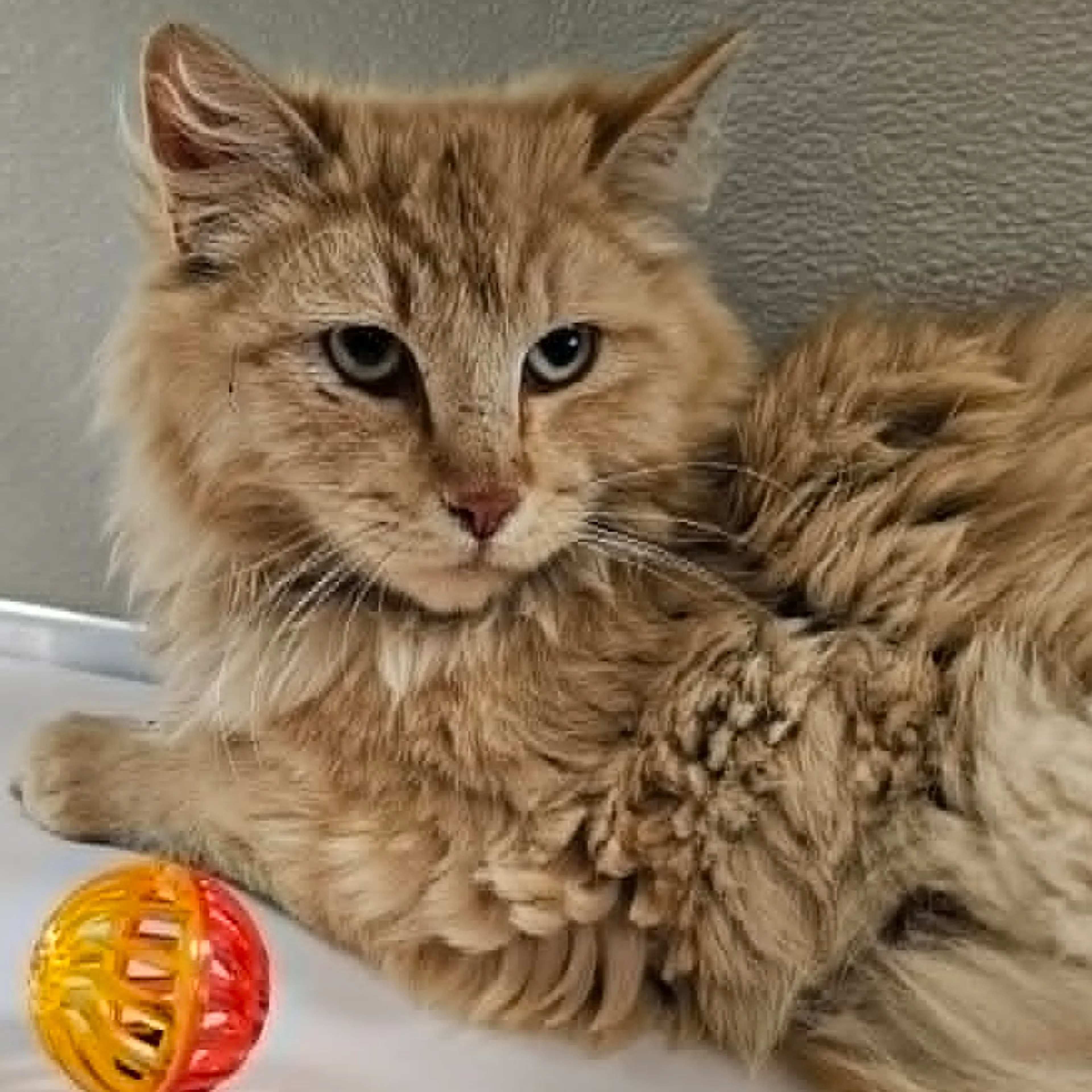 Found pet-4