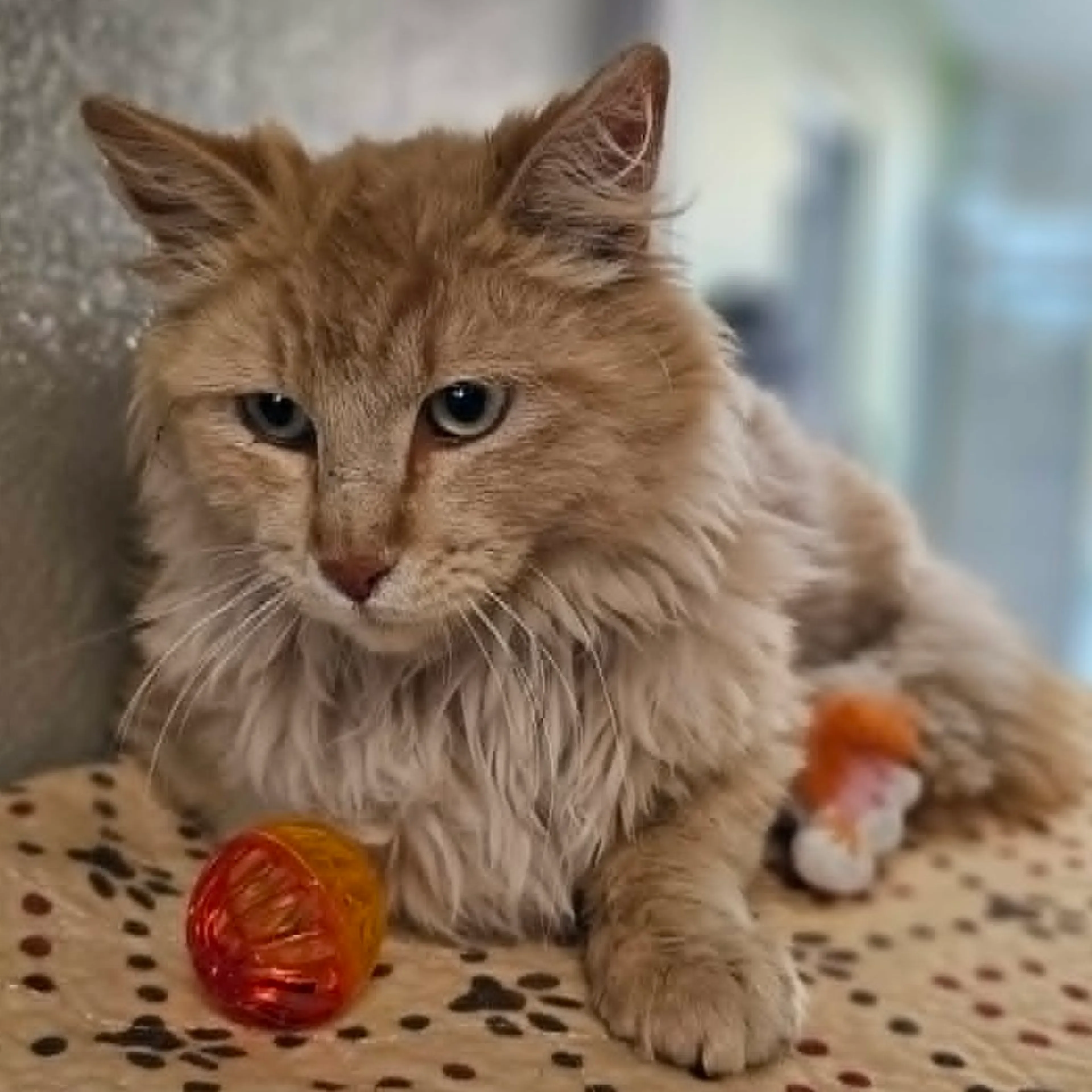 Found pet-0