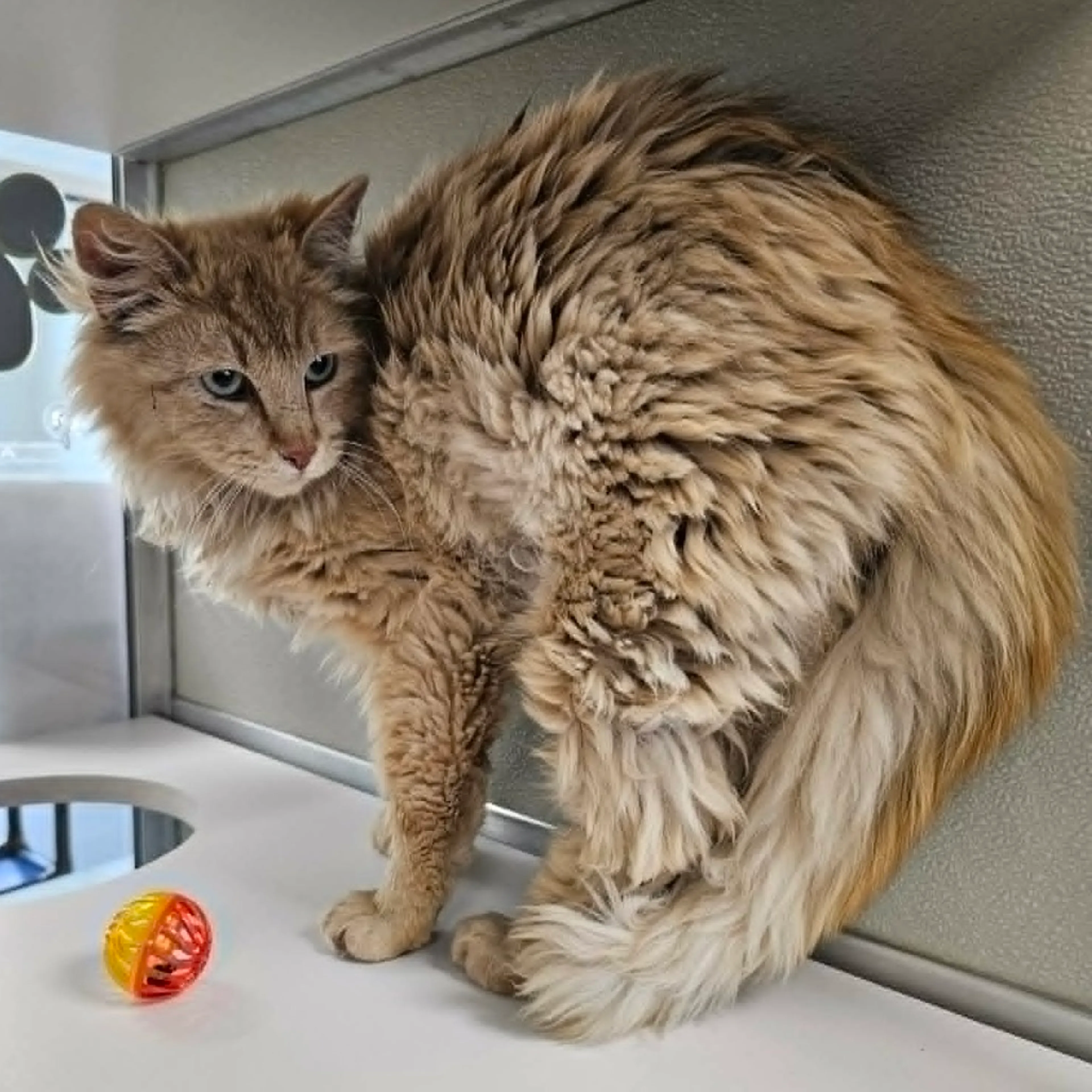 Found pet-2