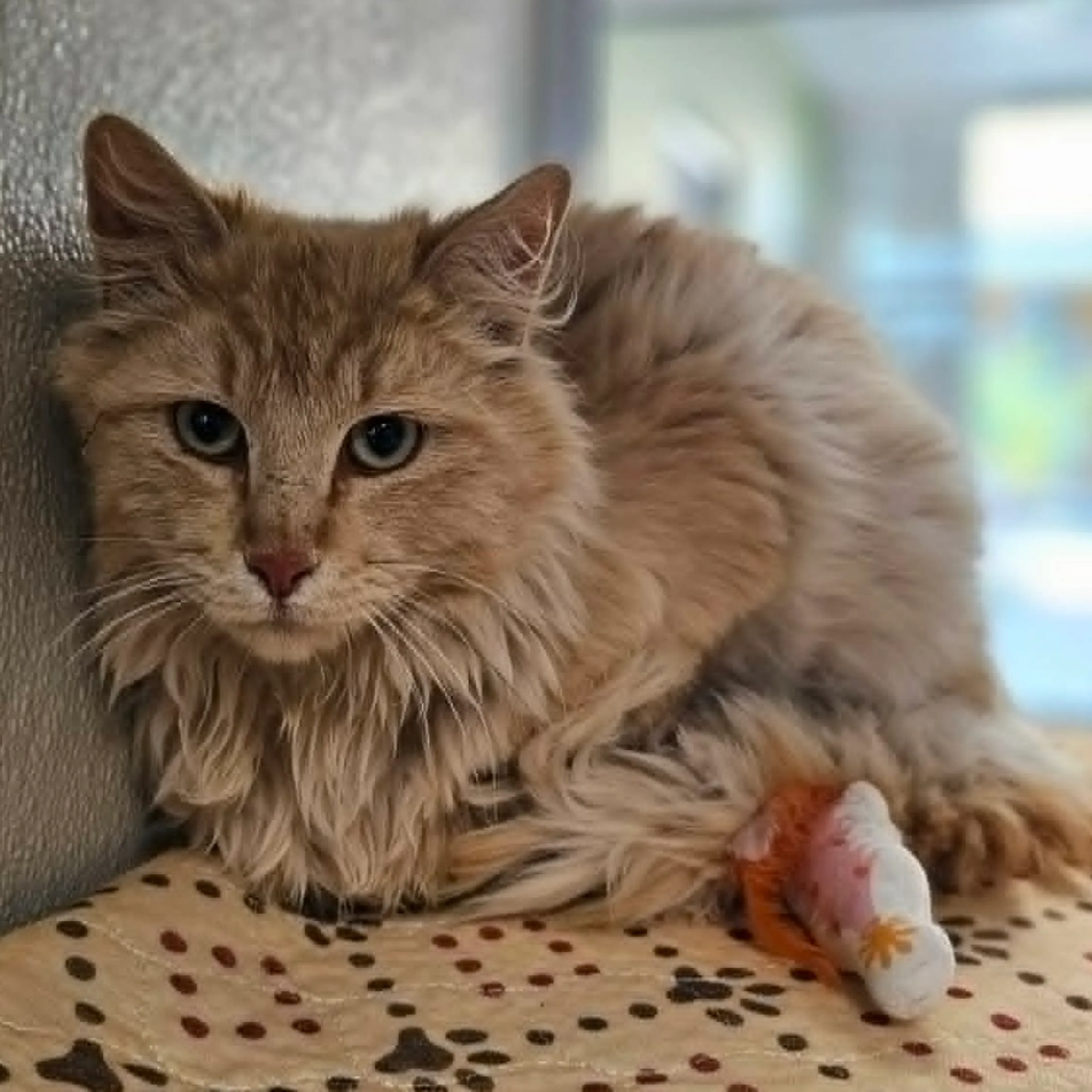 Found pet-3