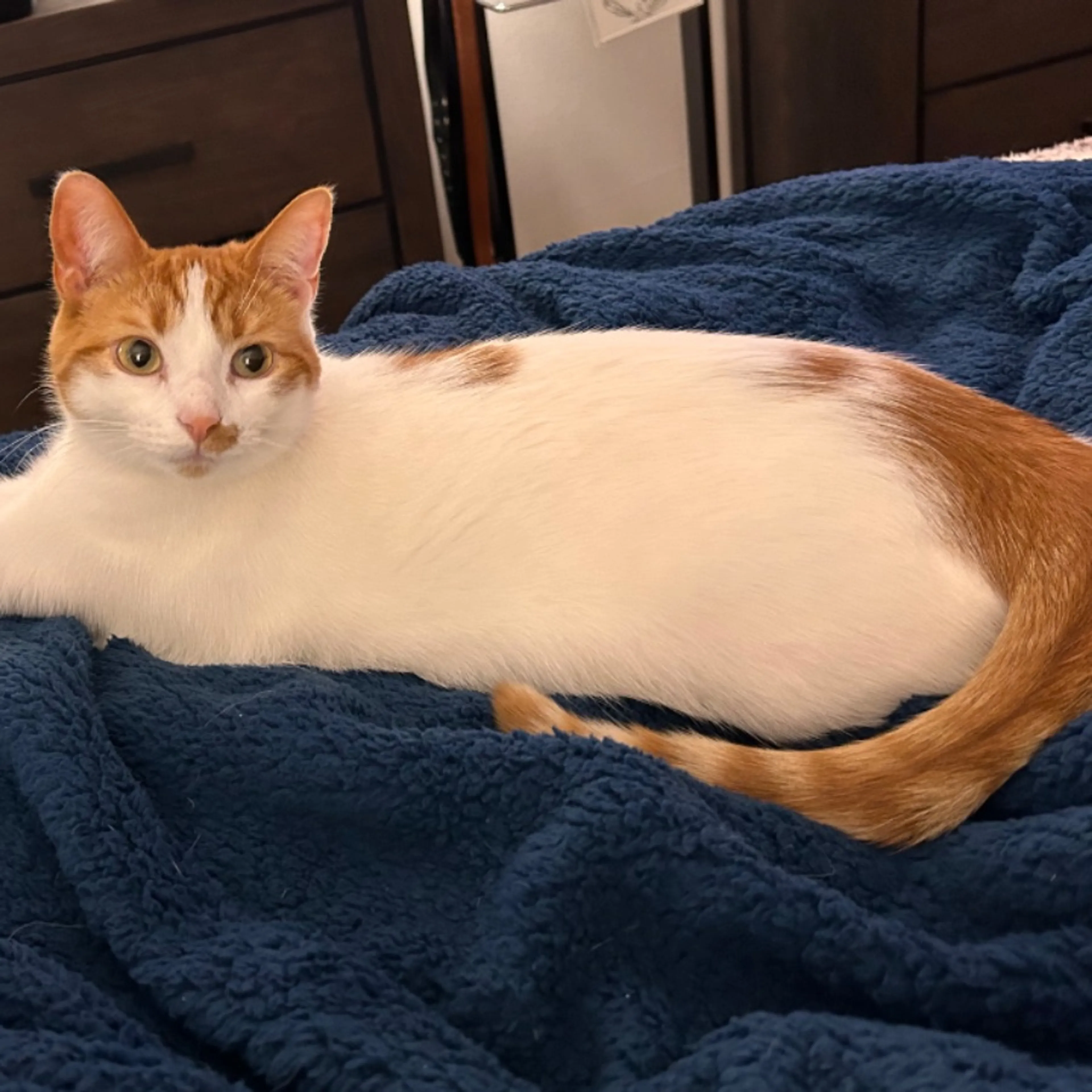 Lost pet