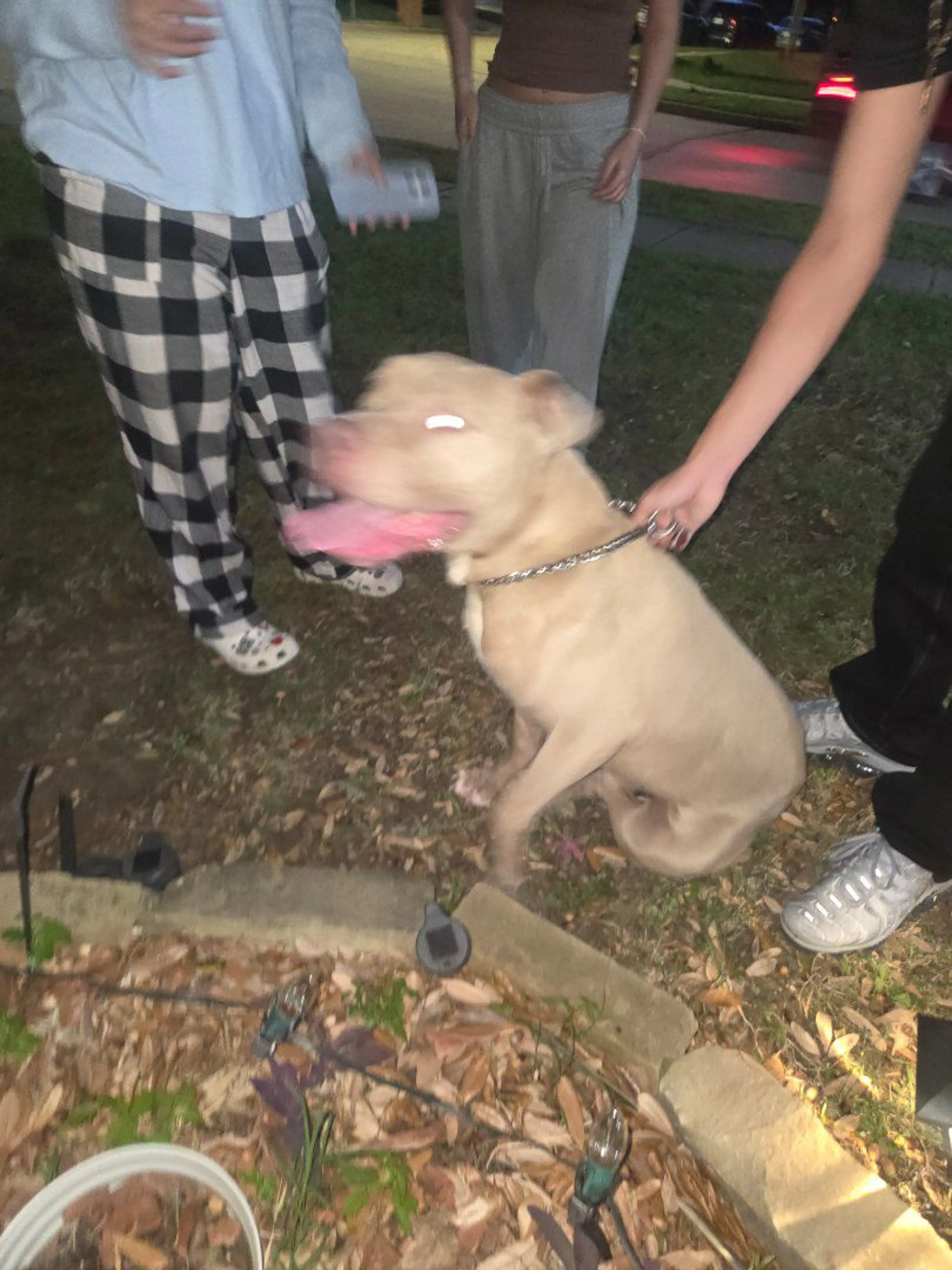Lost pet-0