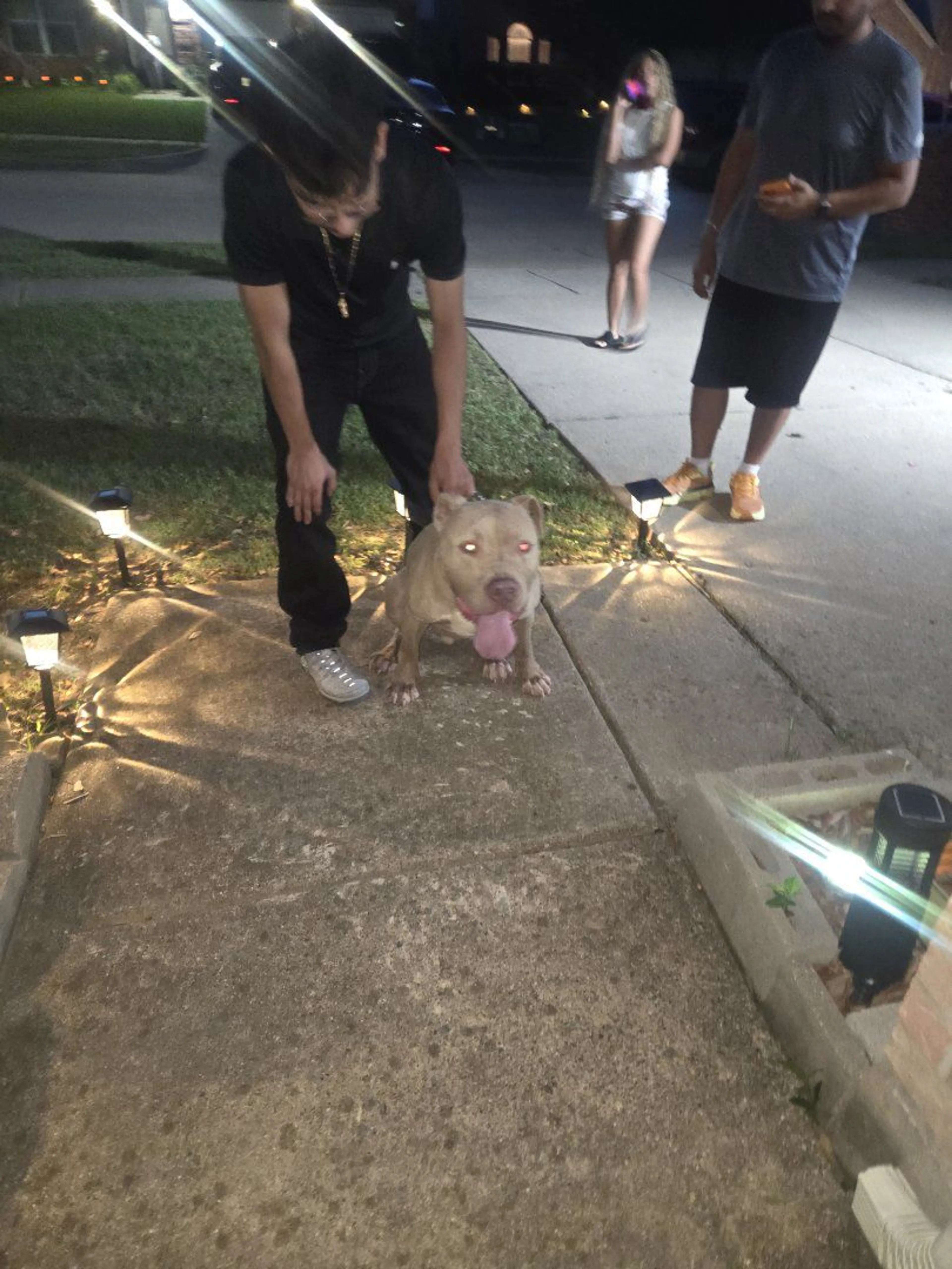 Lost pet-2