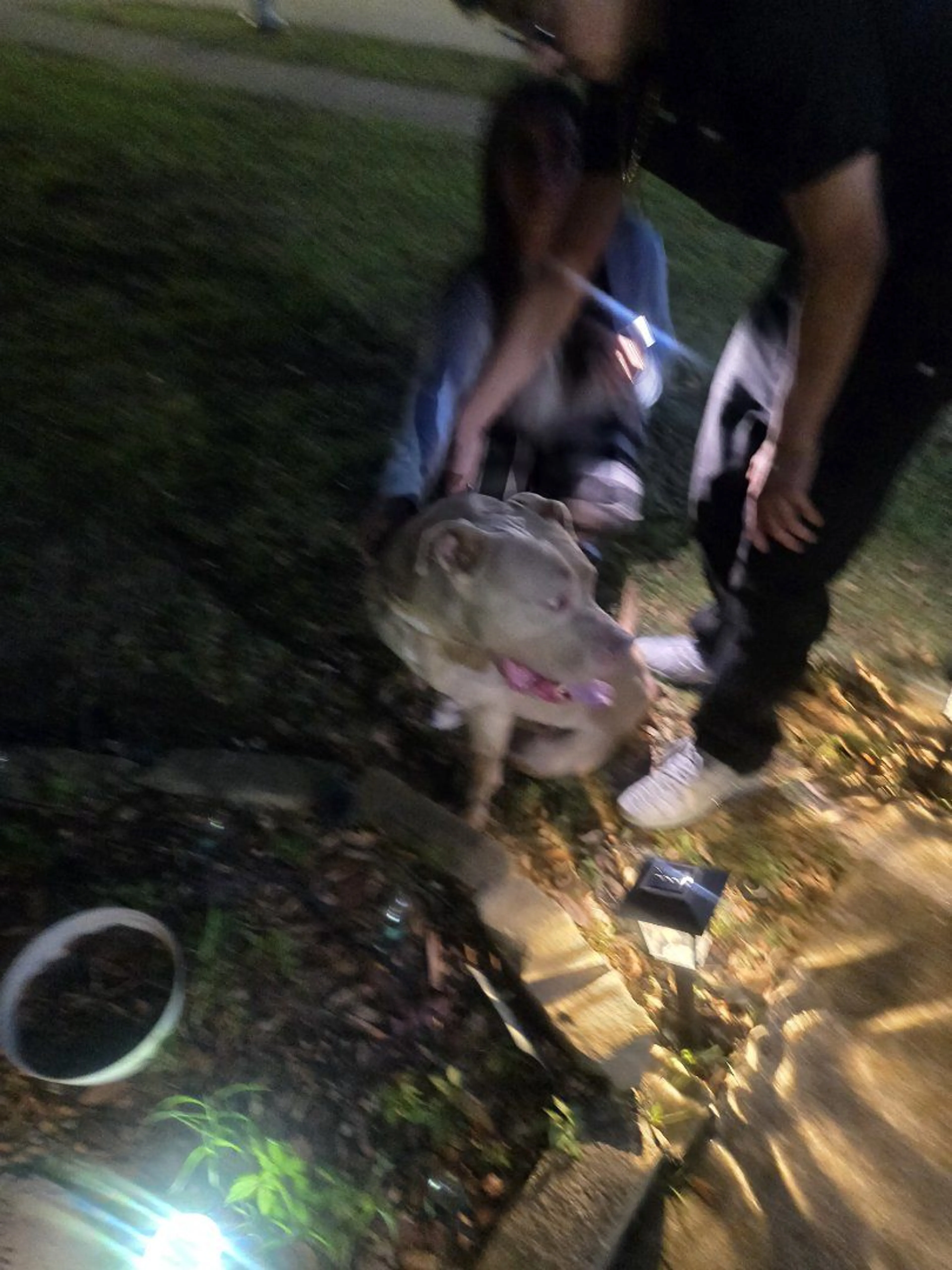 Lost pet-1