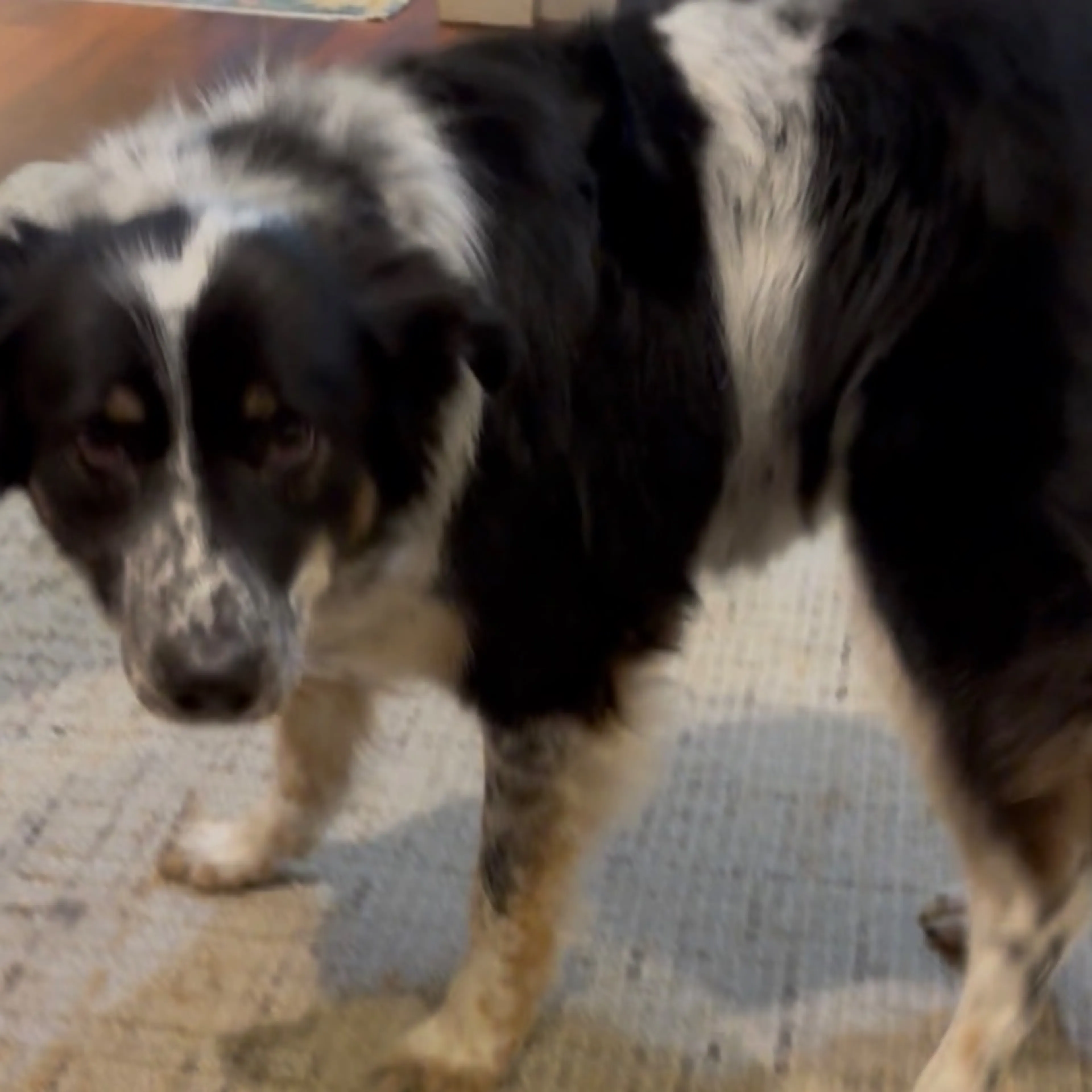 Lost pet