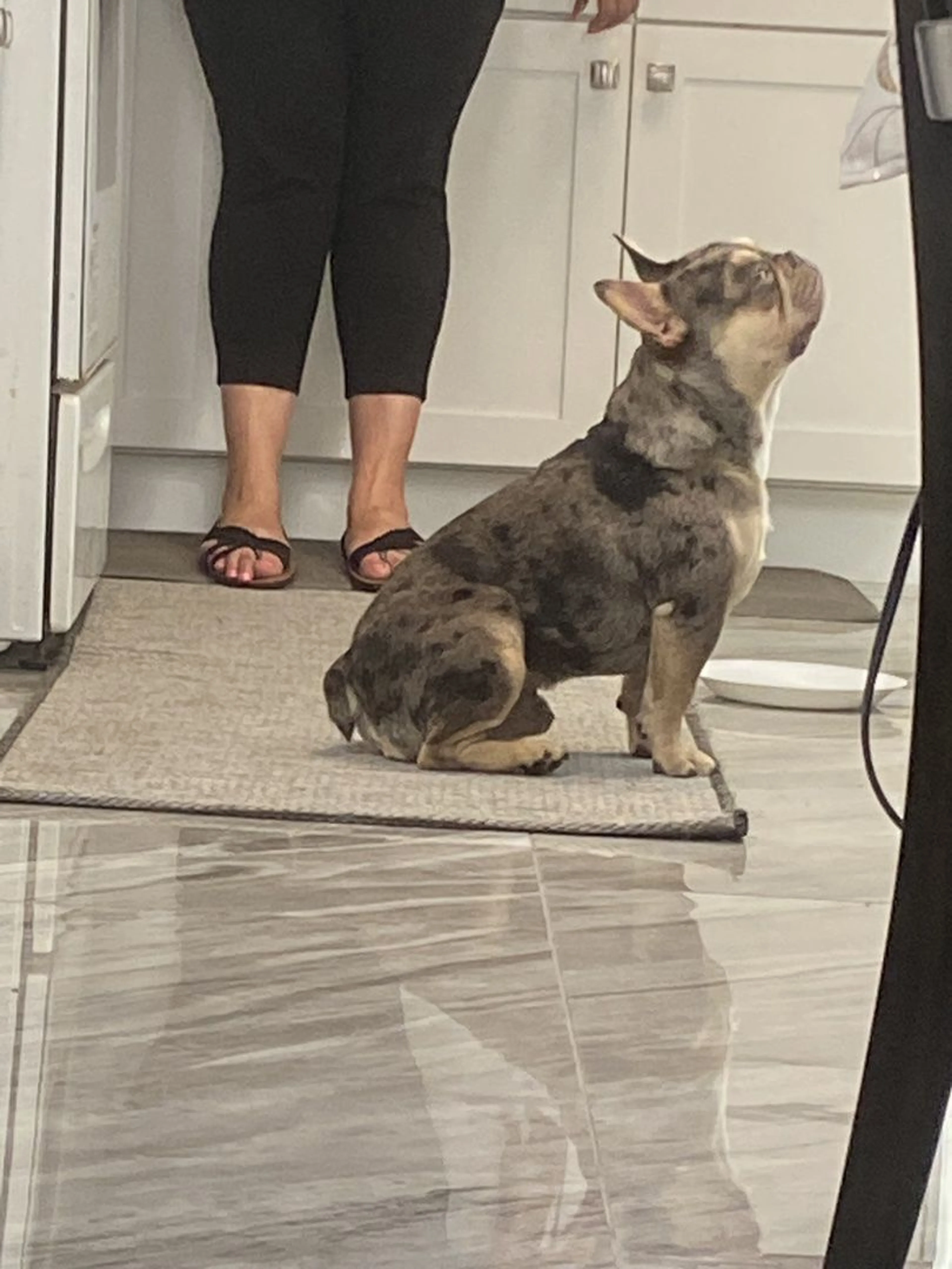 Lost pet-2