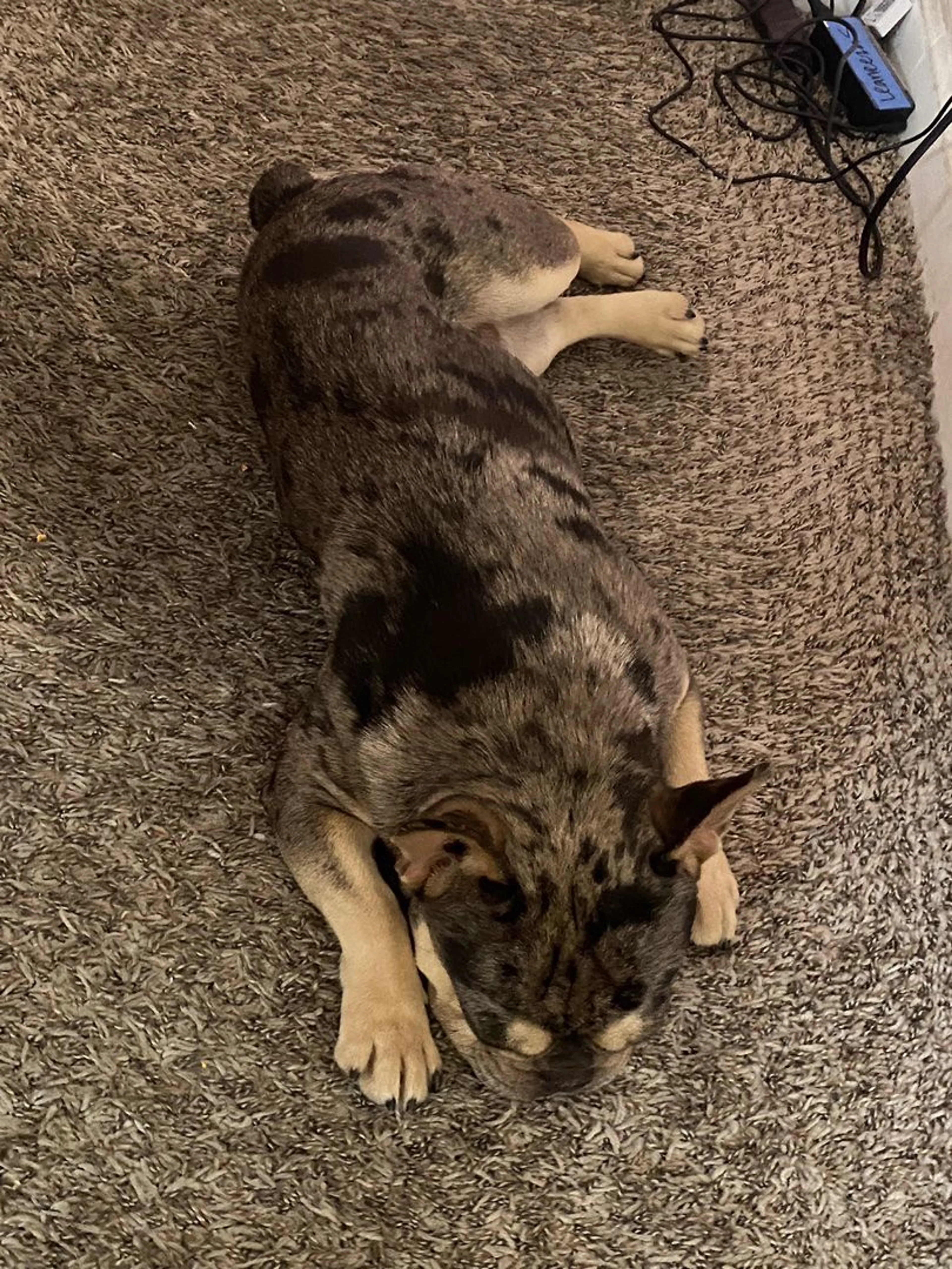 Lost pet-3