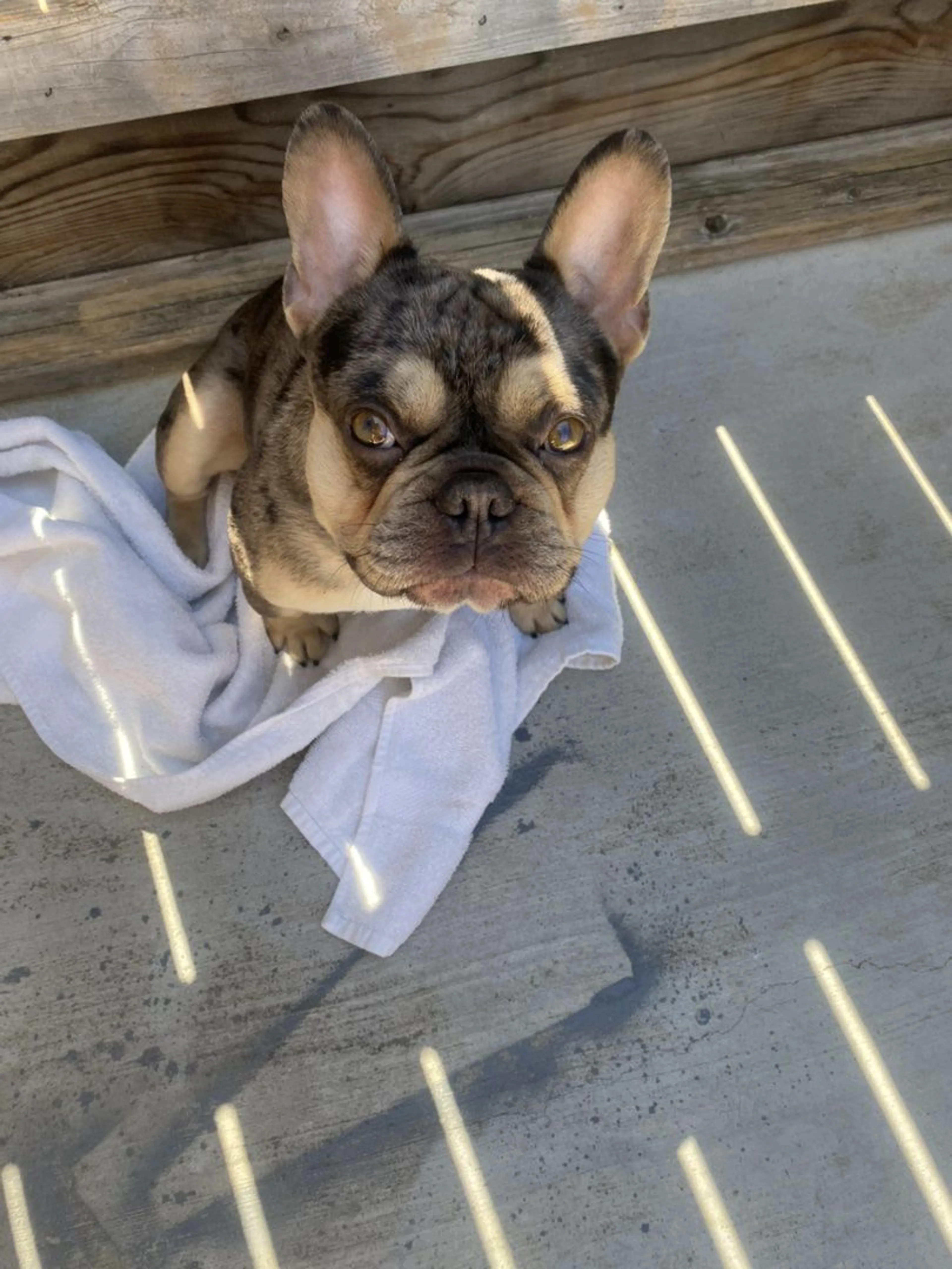 Lost pet-1