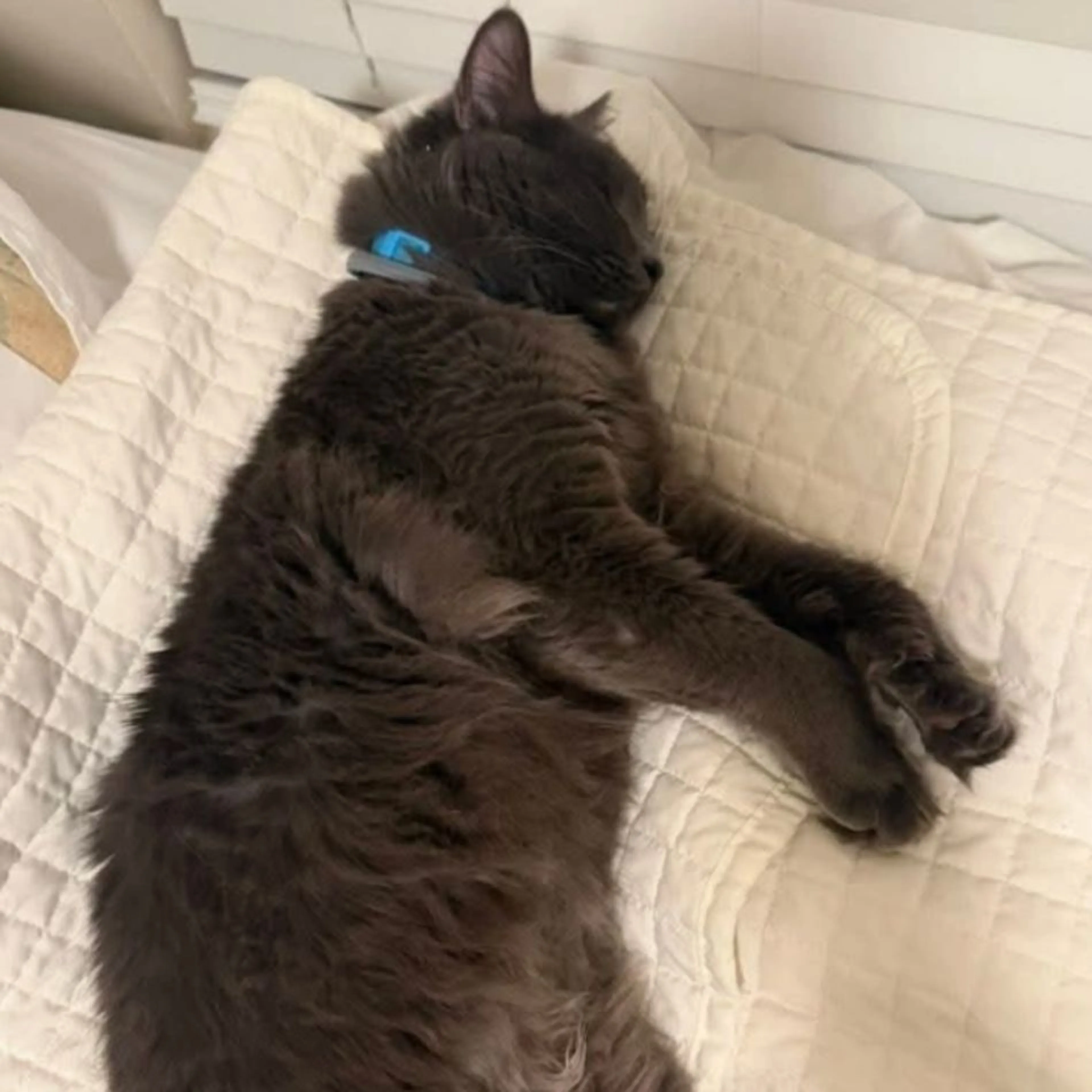 Lost pet-0