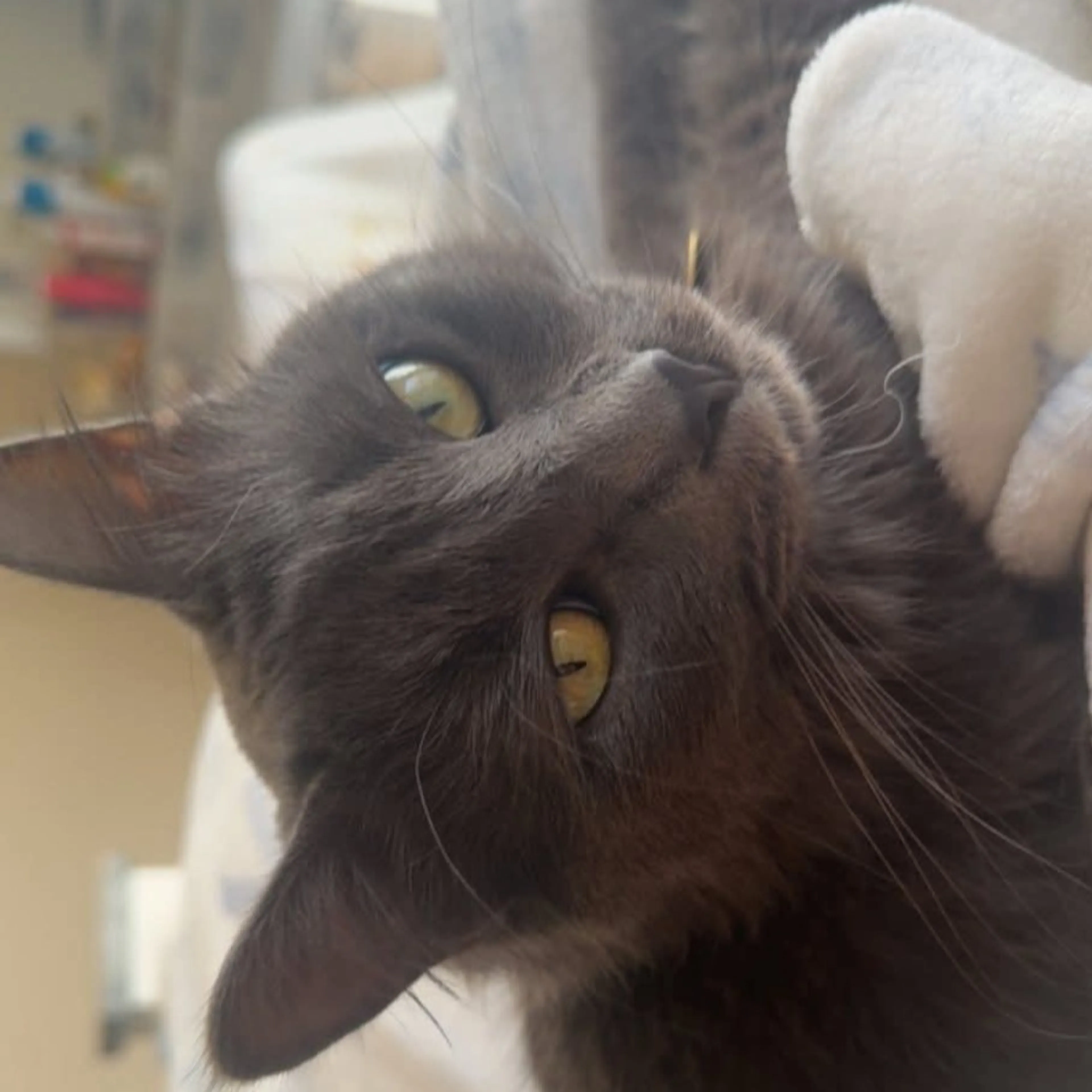 Lost pet-2