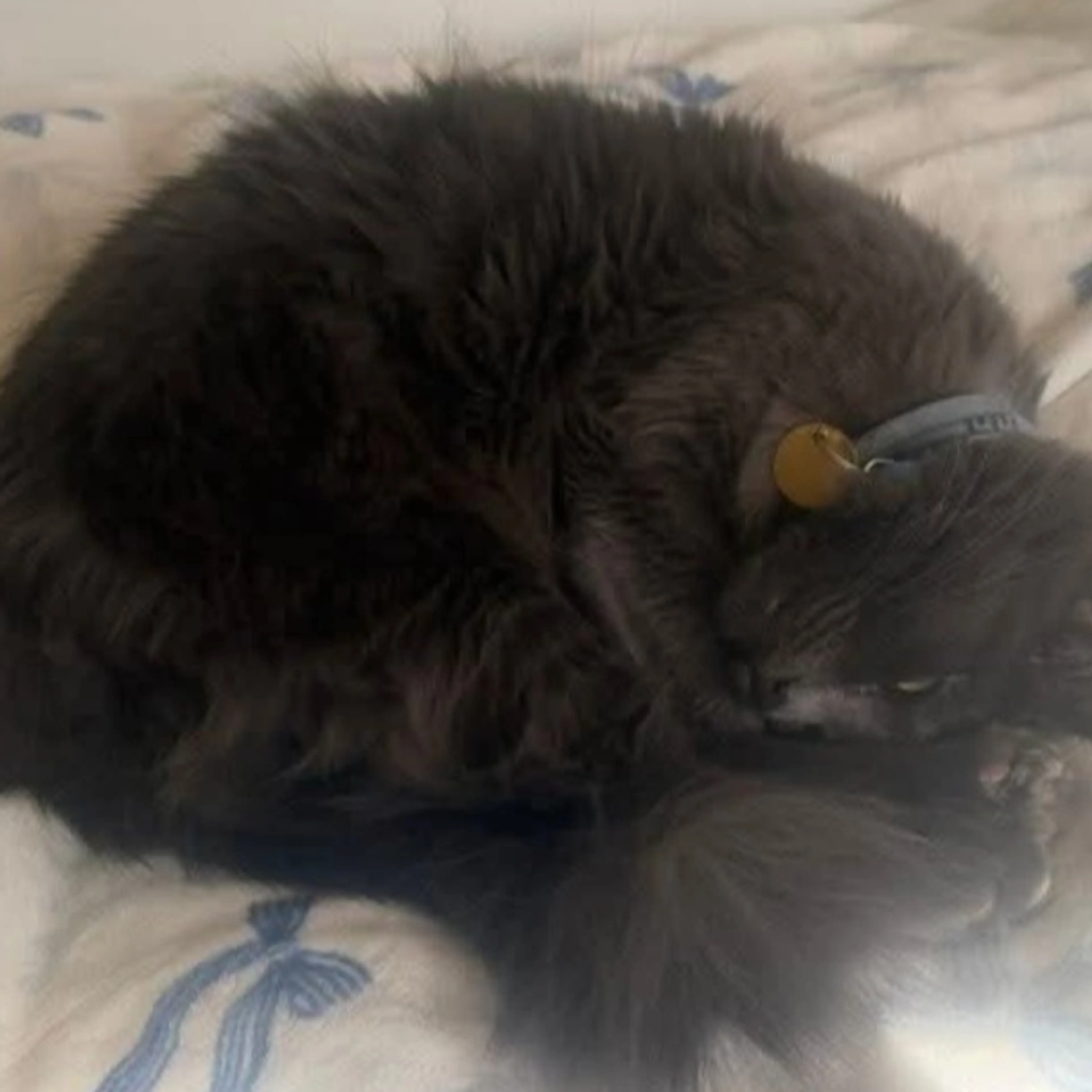 Lost pet-1