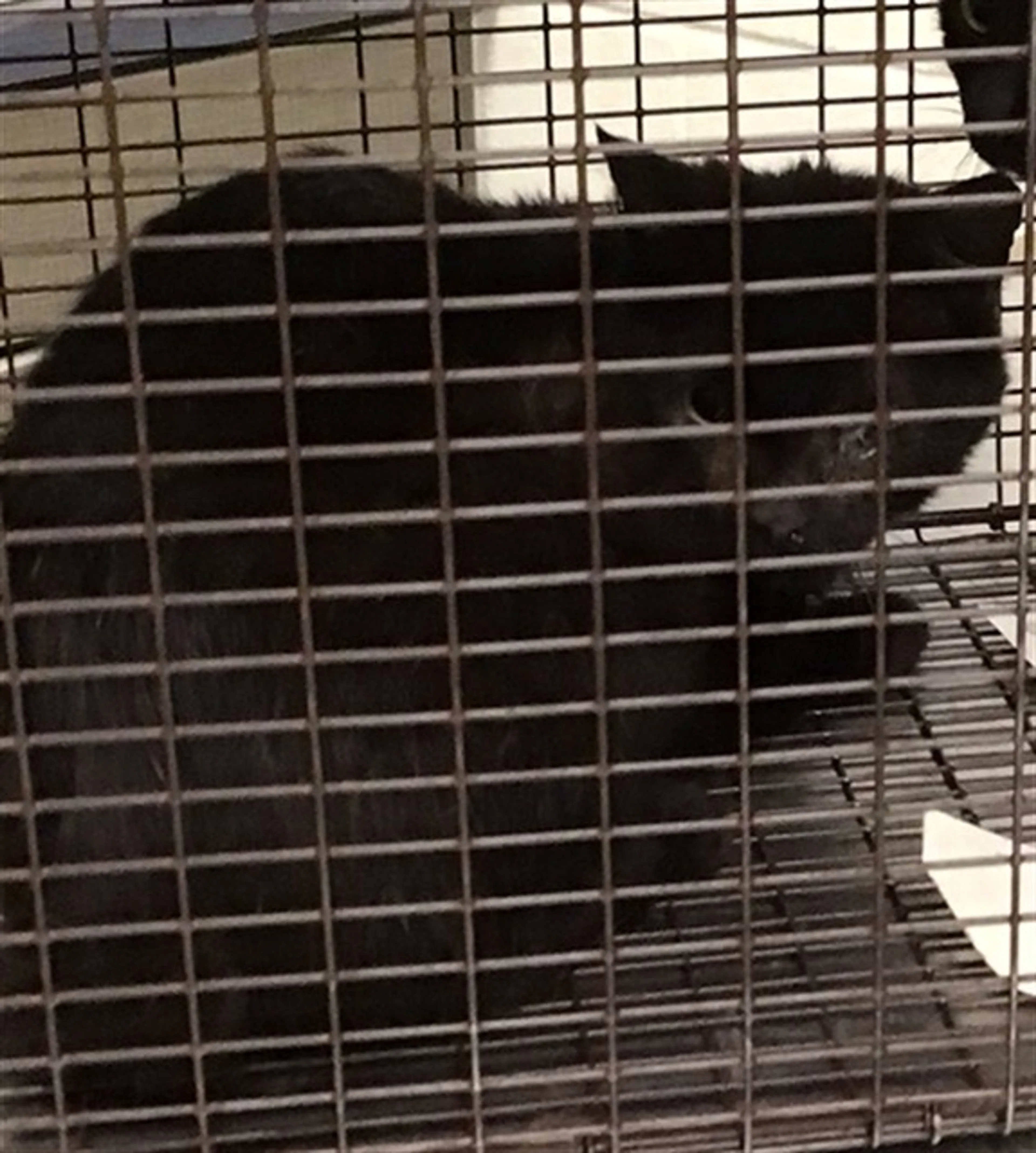 Found pet