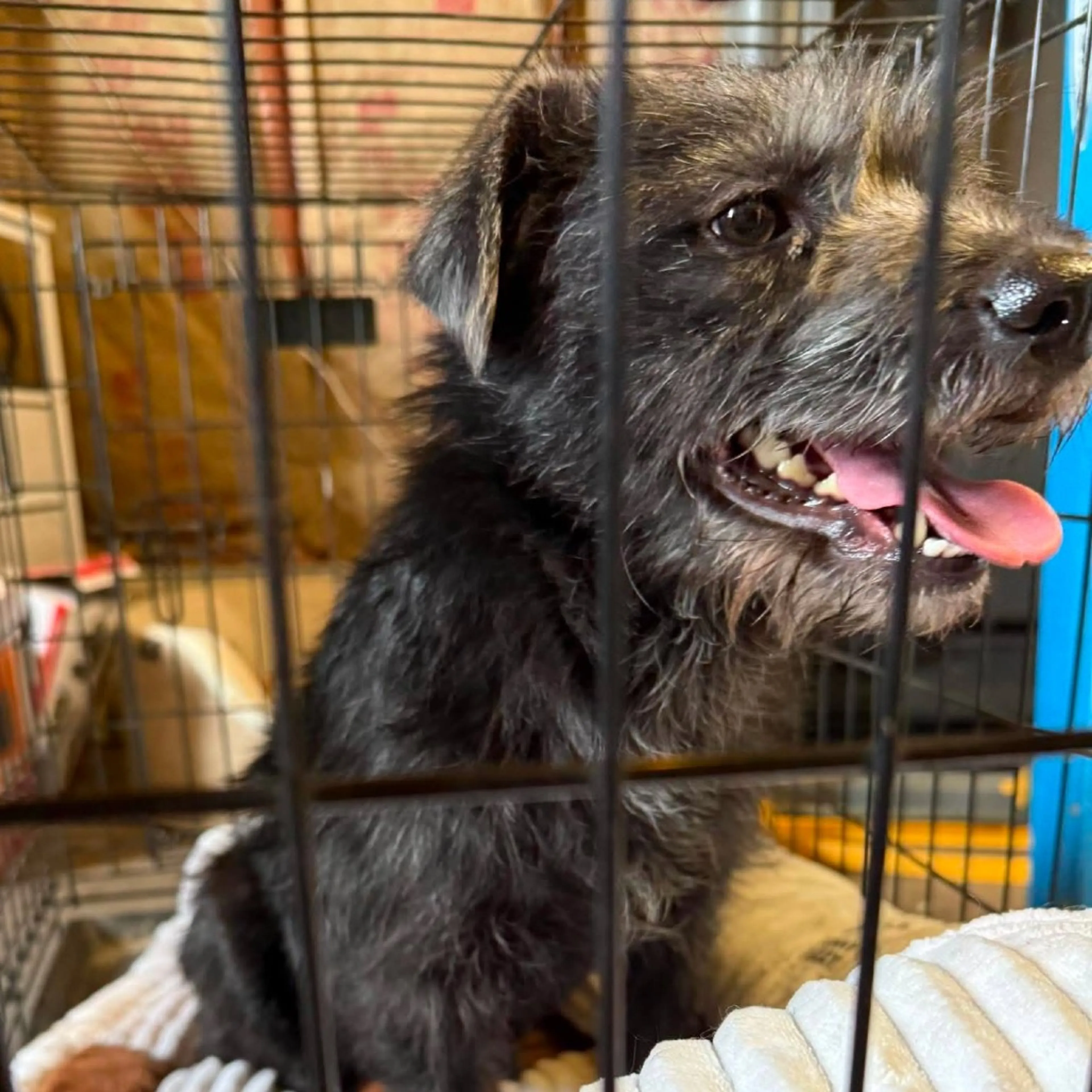 Found pet-1