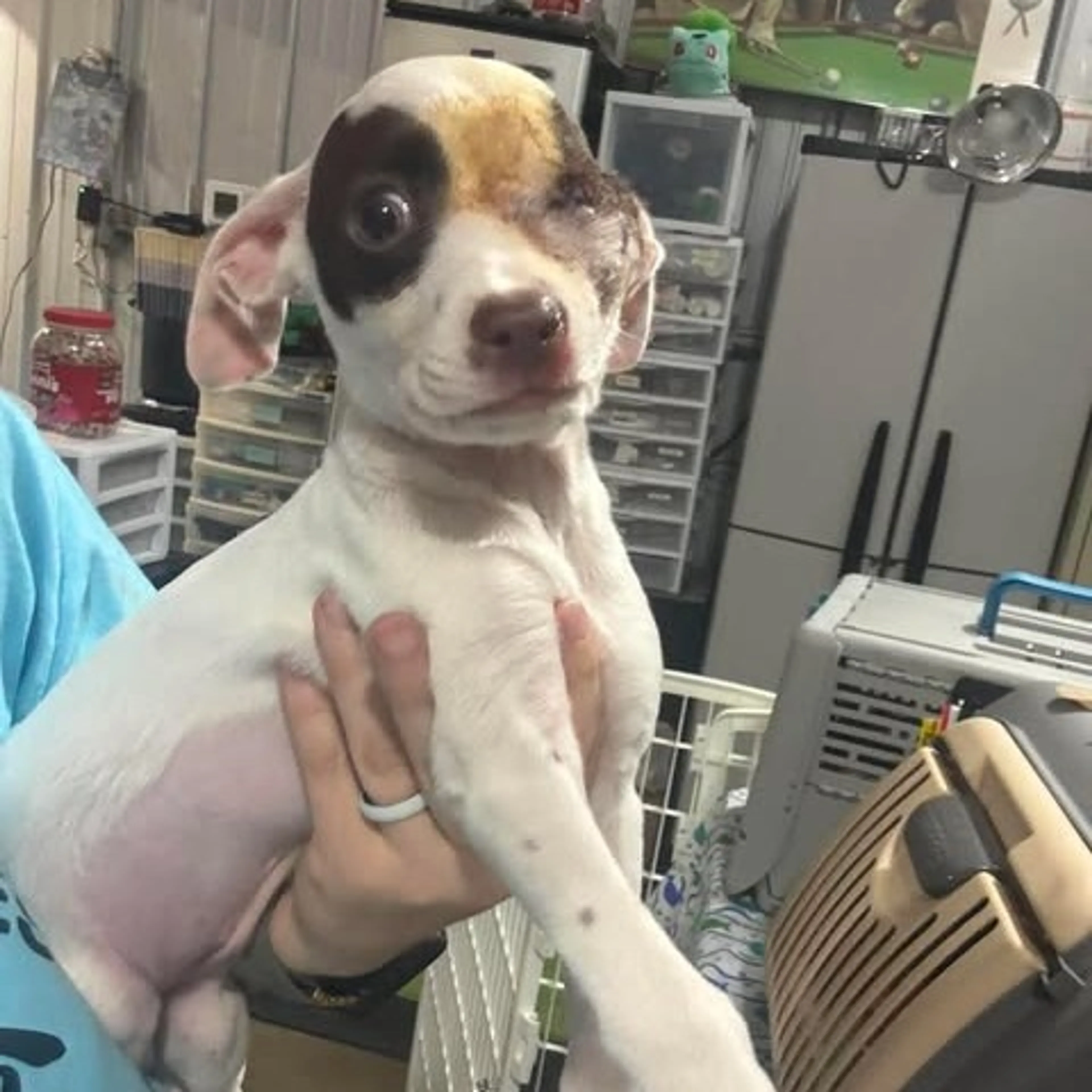 Found pet-0