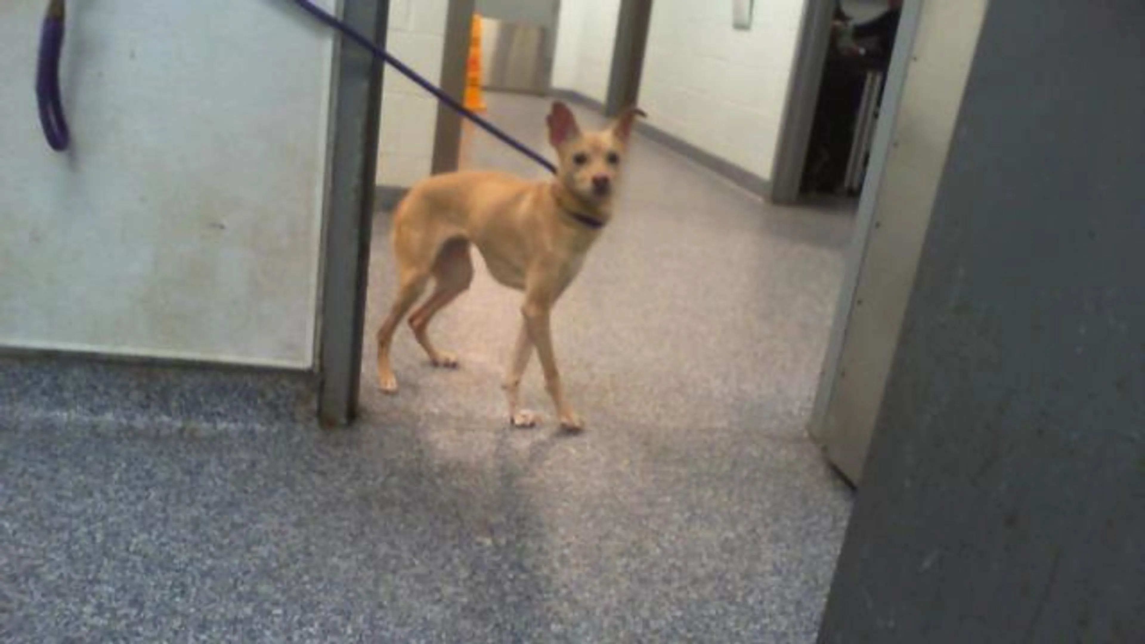 Found pet