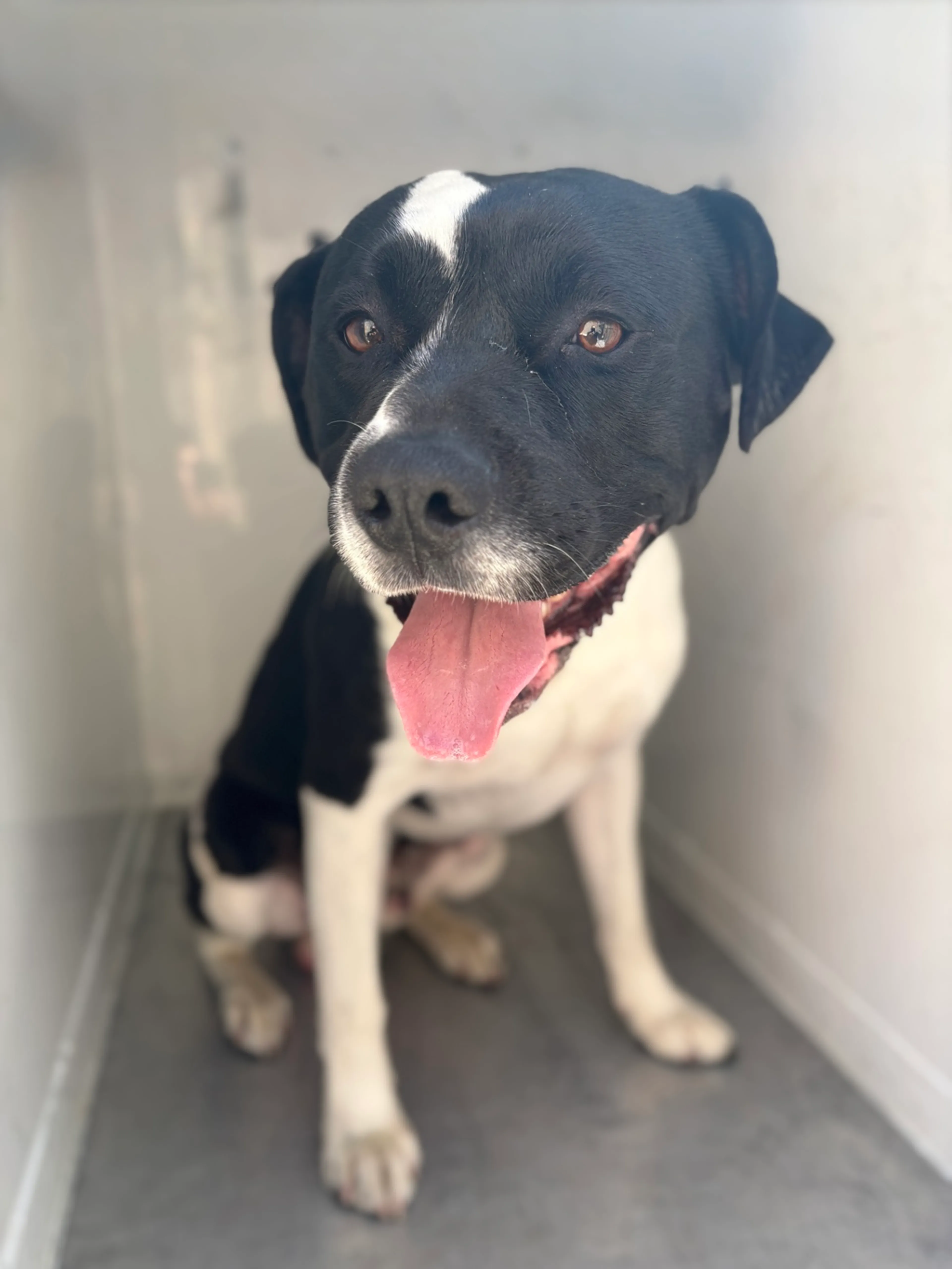 Found pet