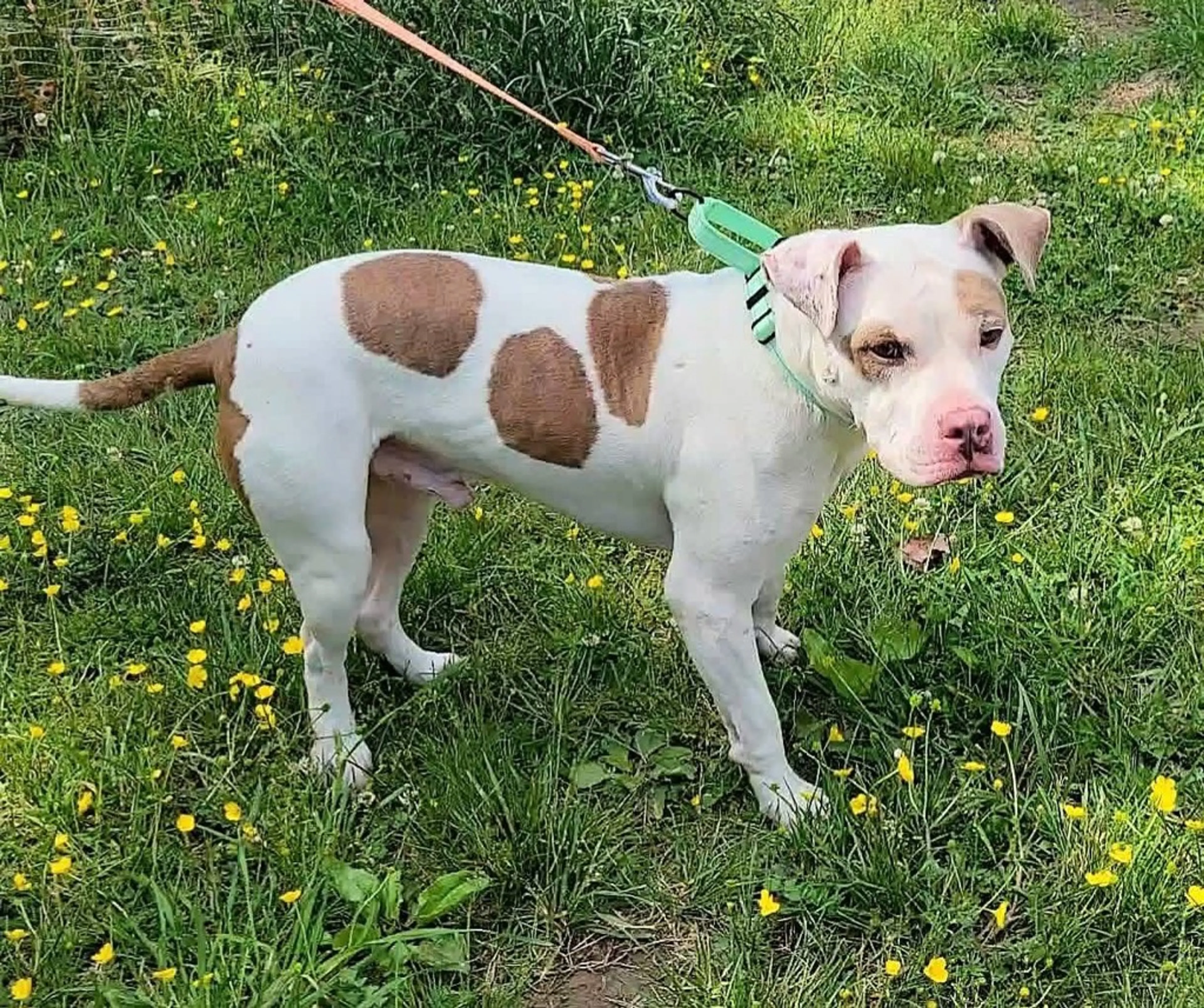 Found pet-1