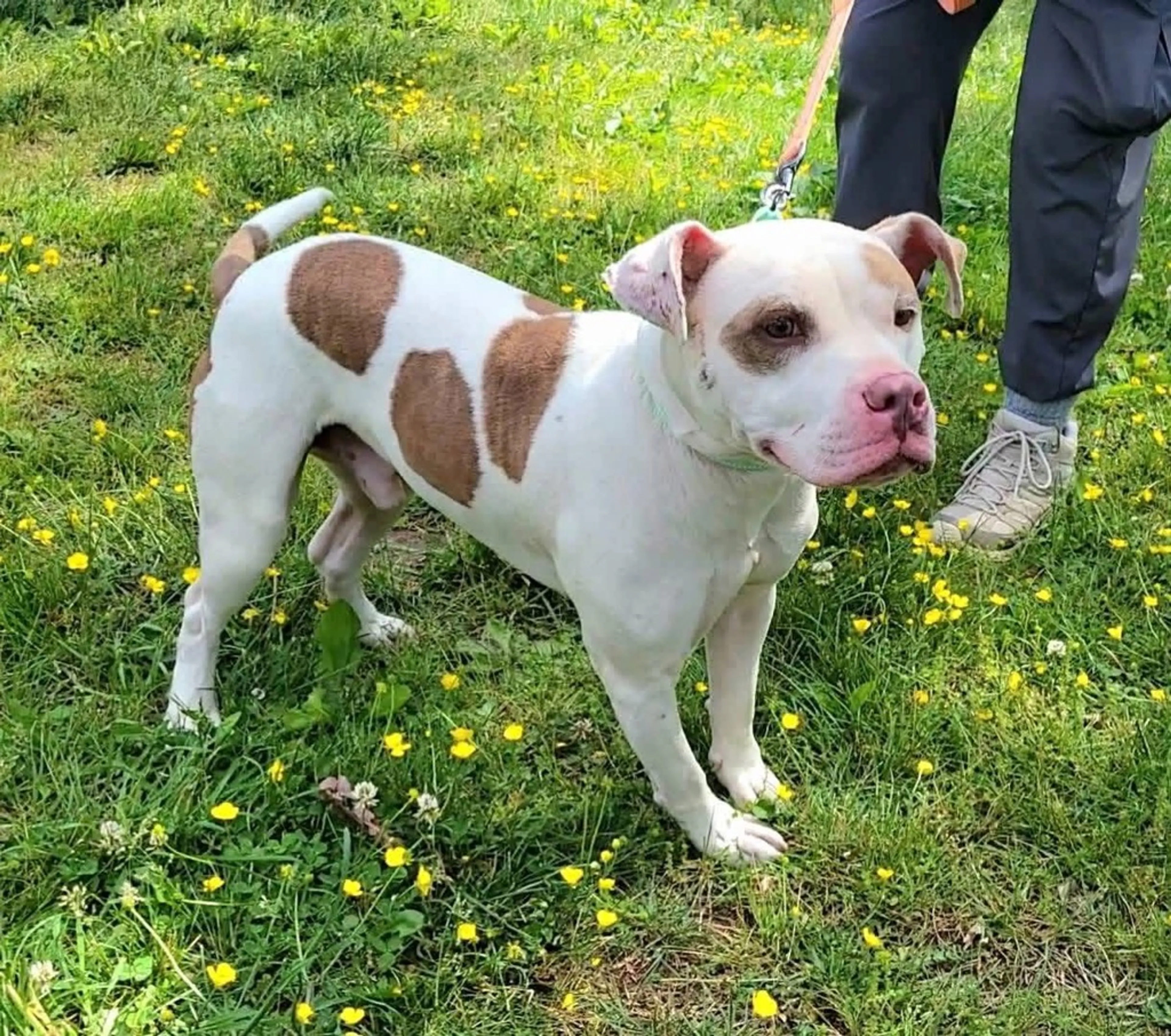 Found pet-2