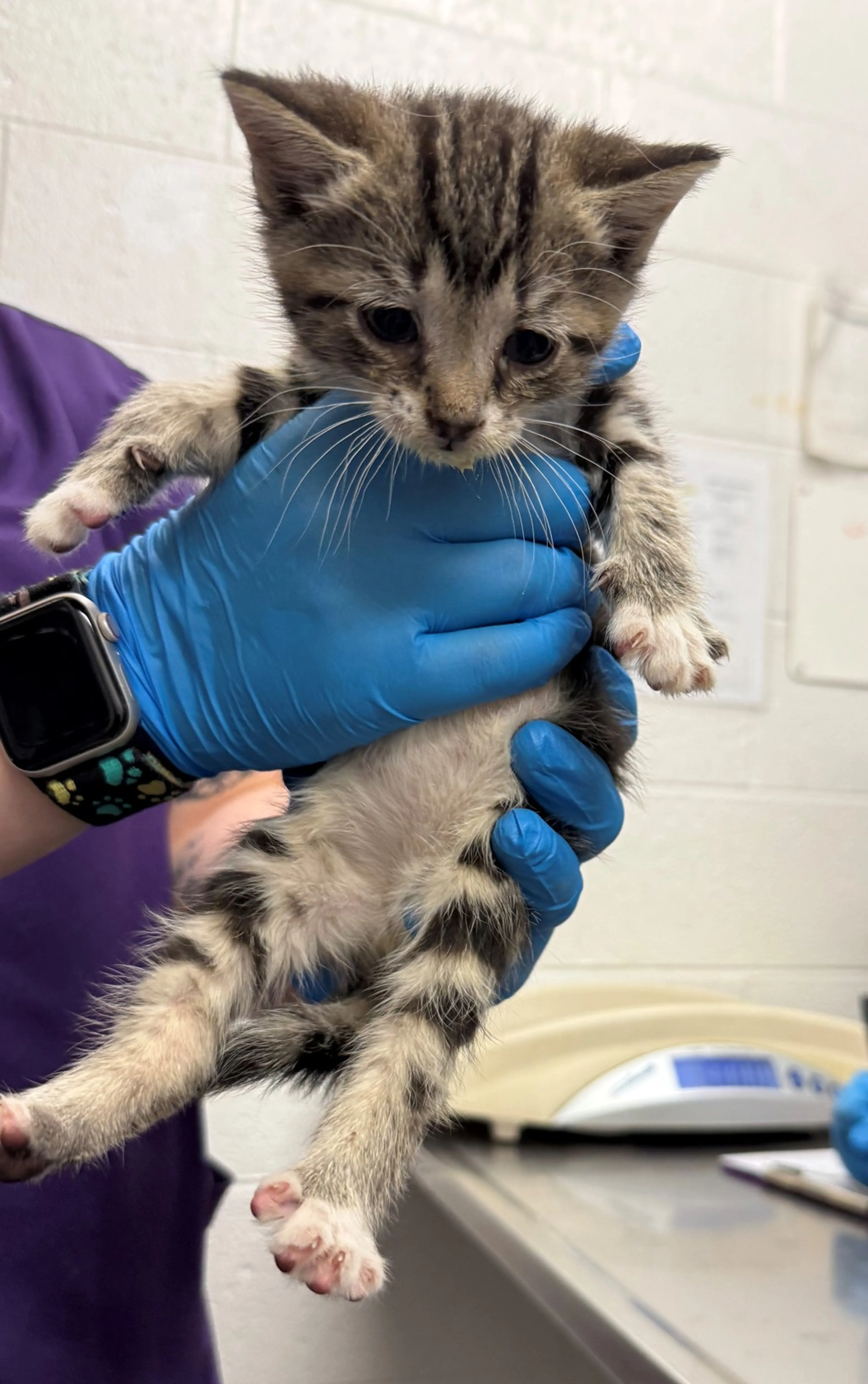 Found pet