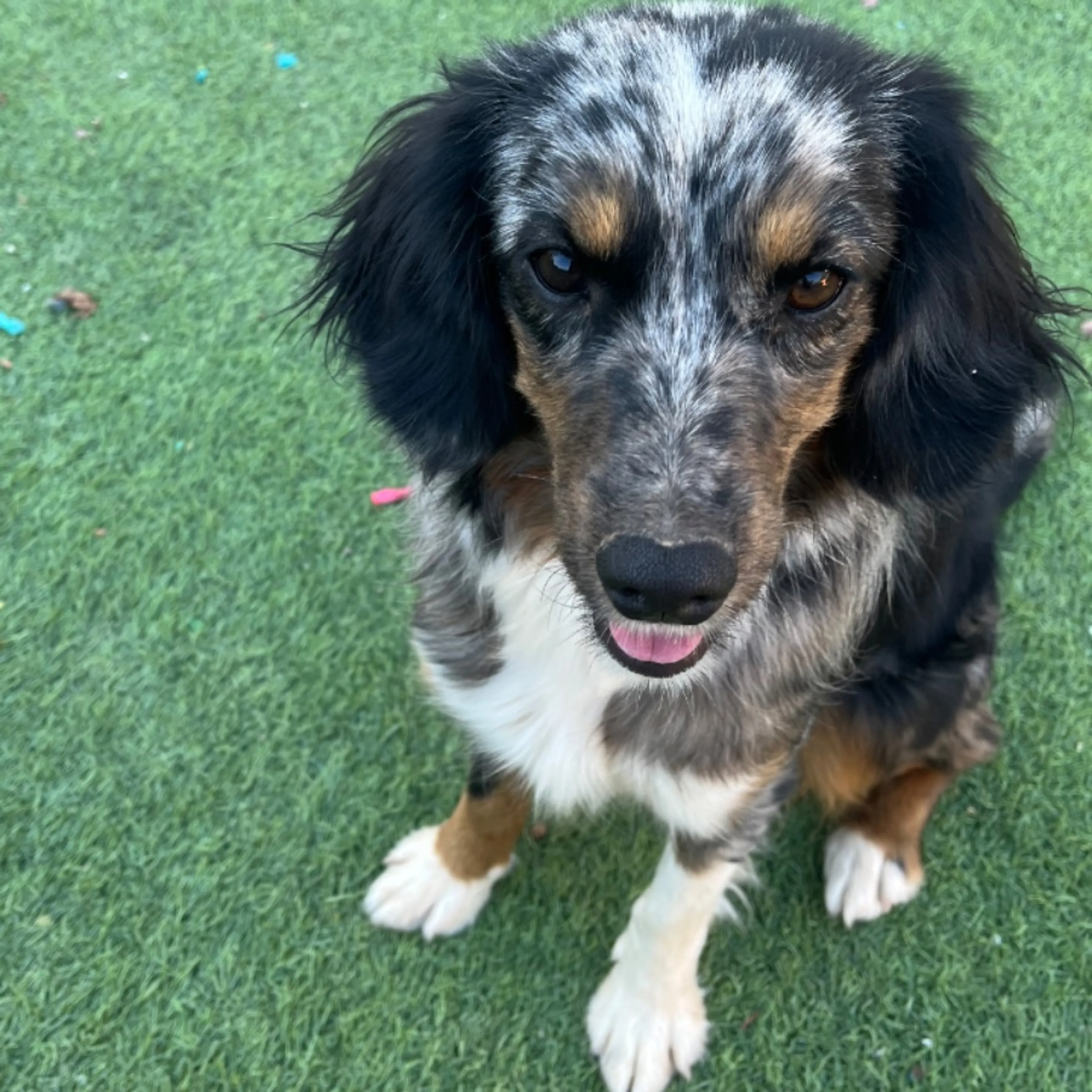 Lost pet