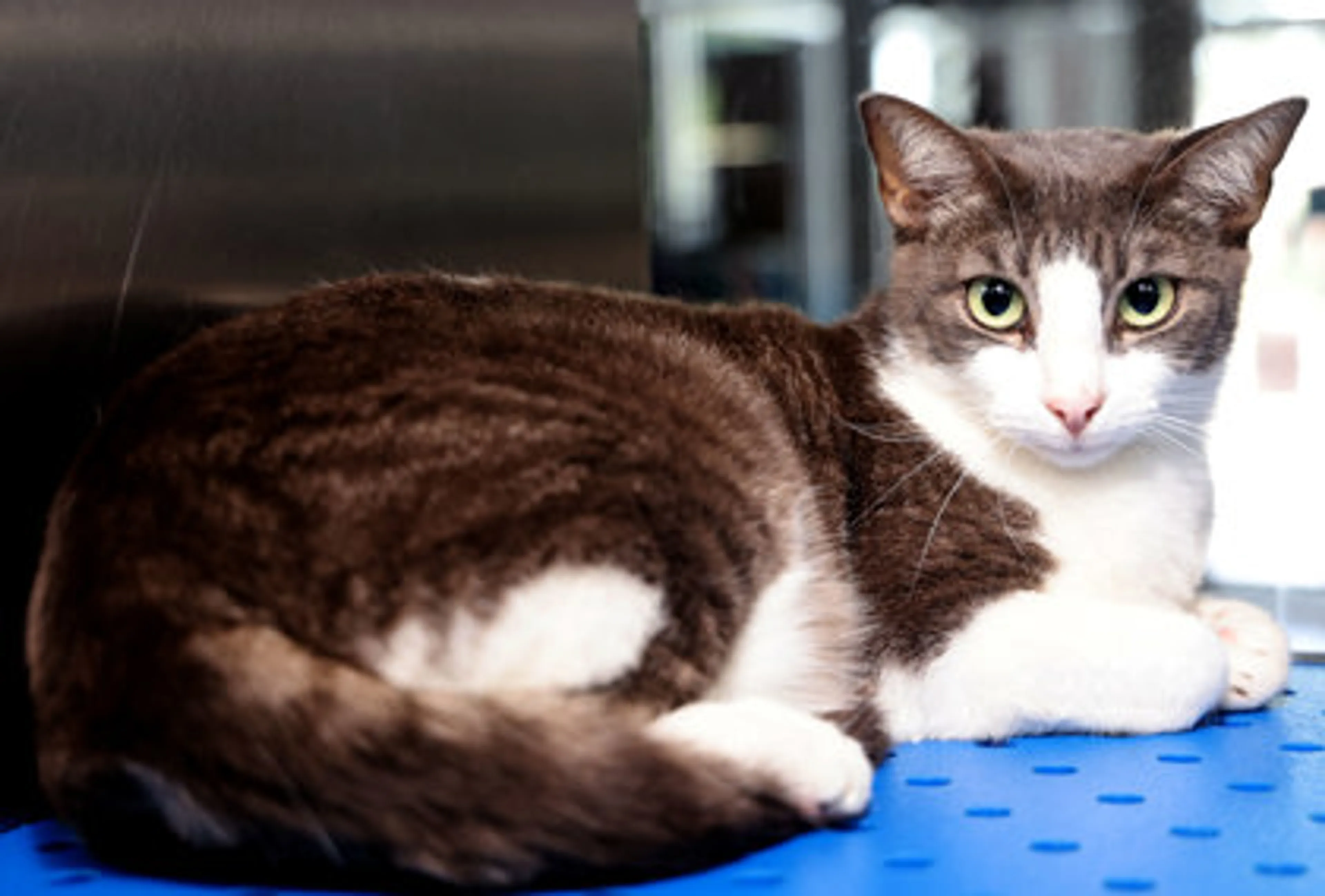 Found pet-1