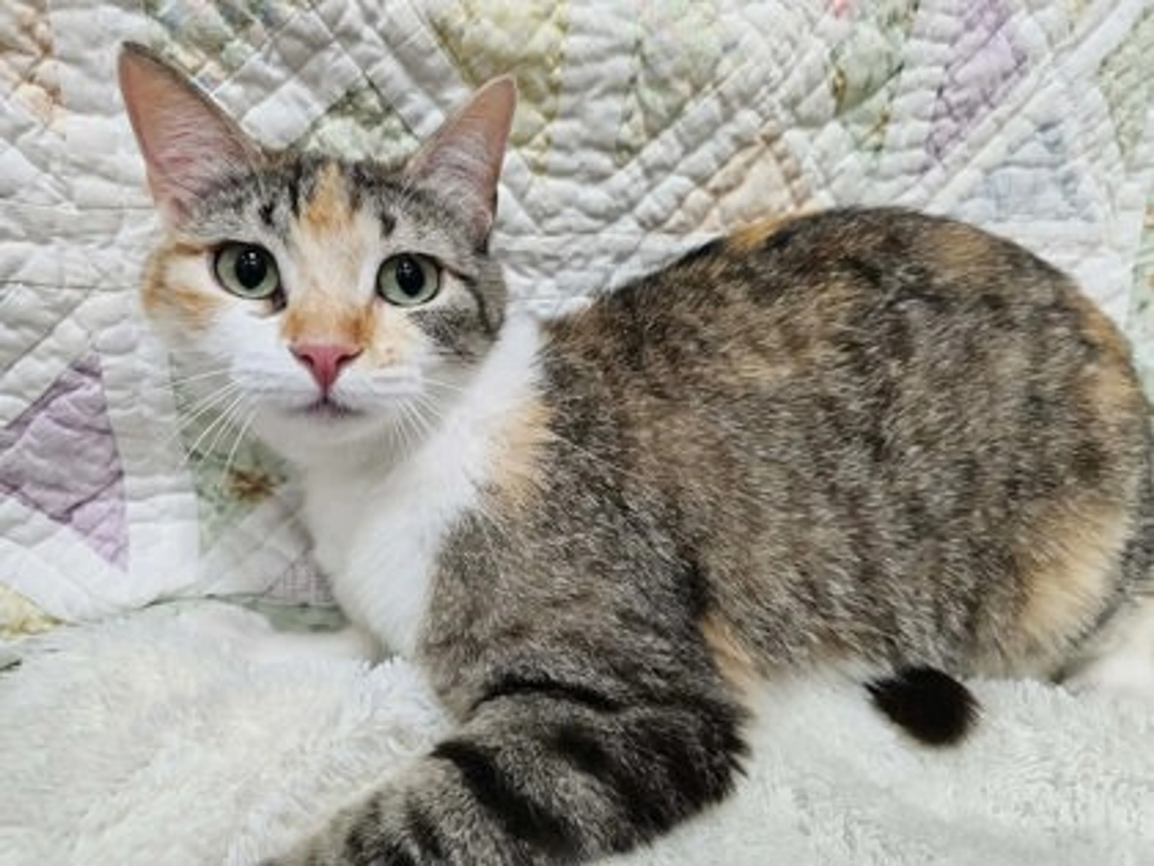 Found pet