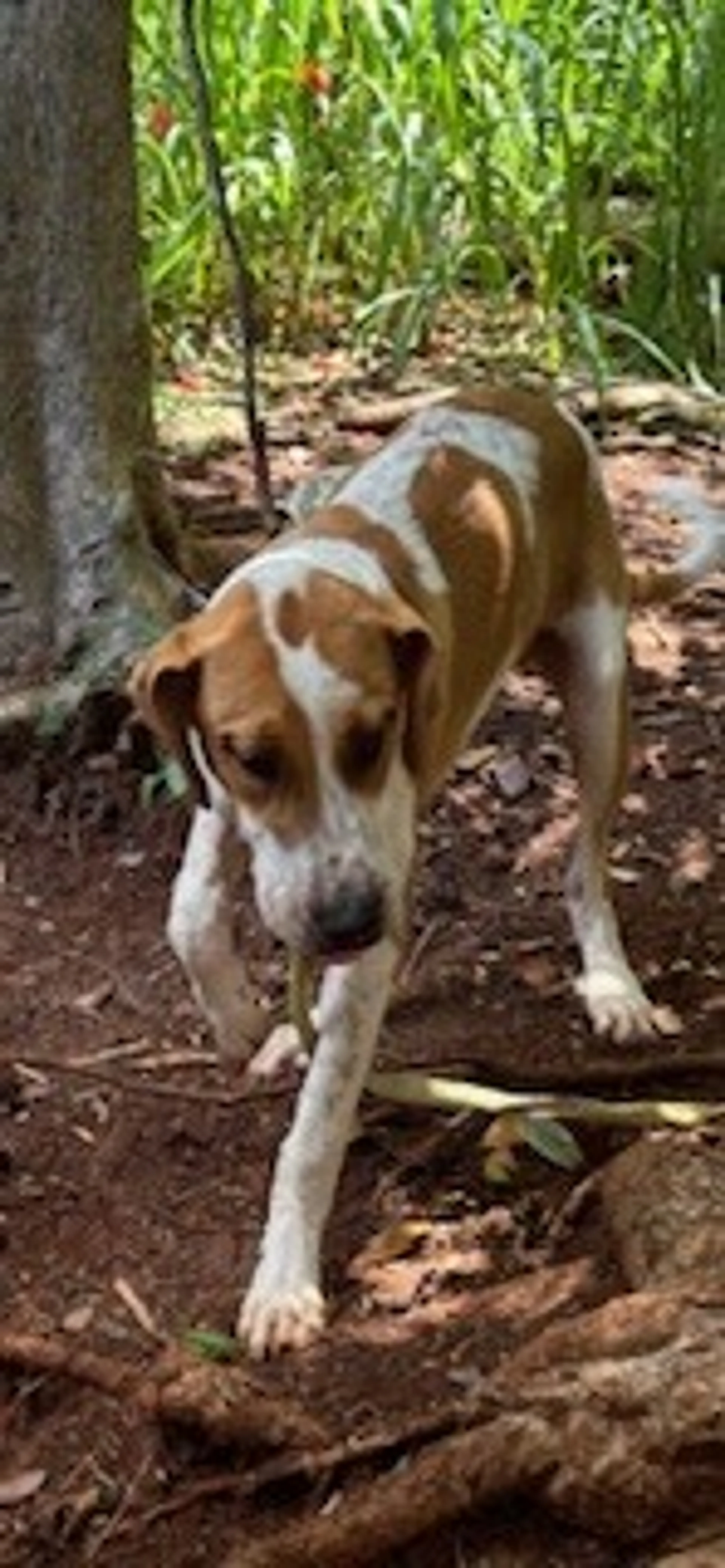Found pet