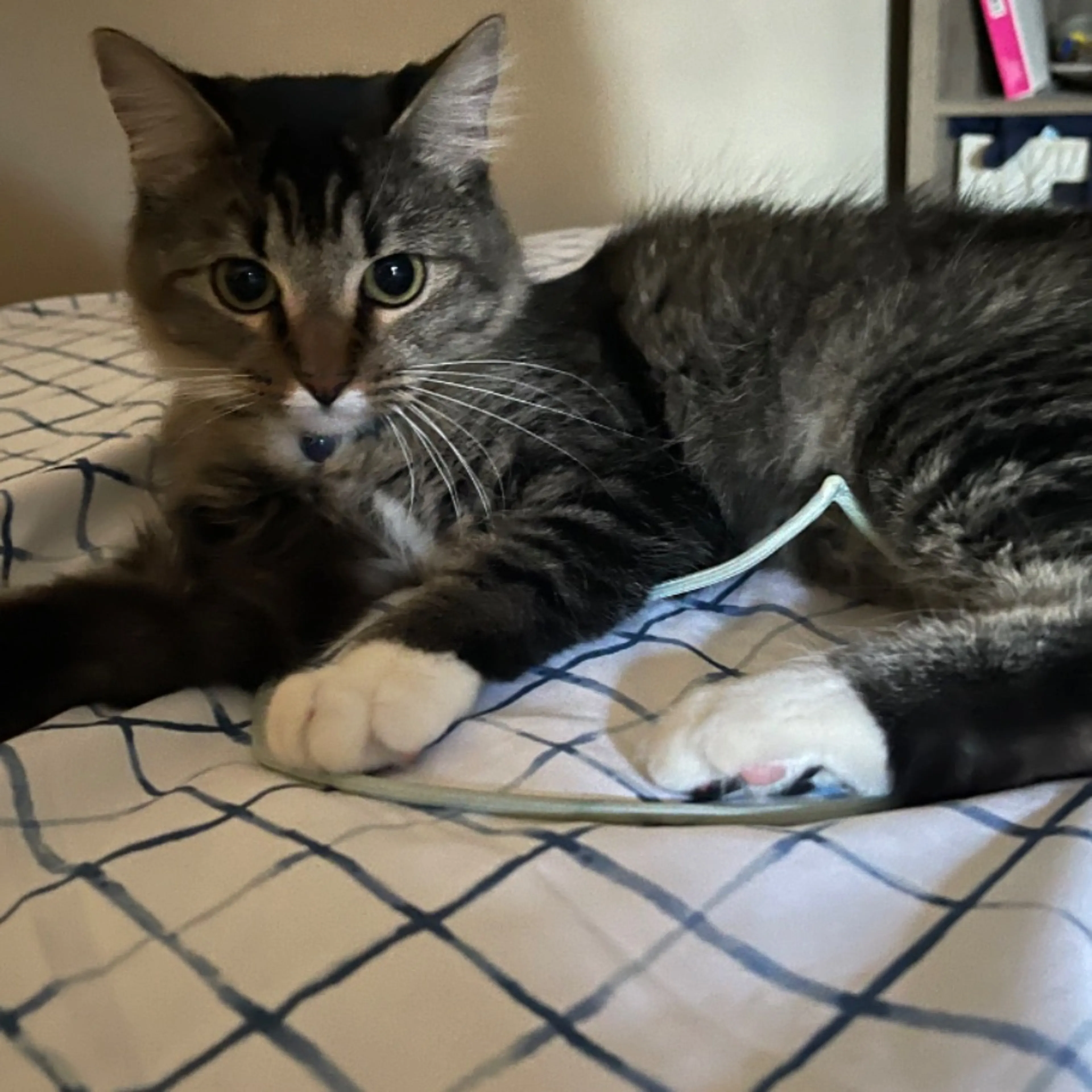 Lost pet