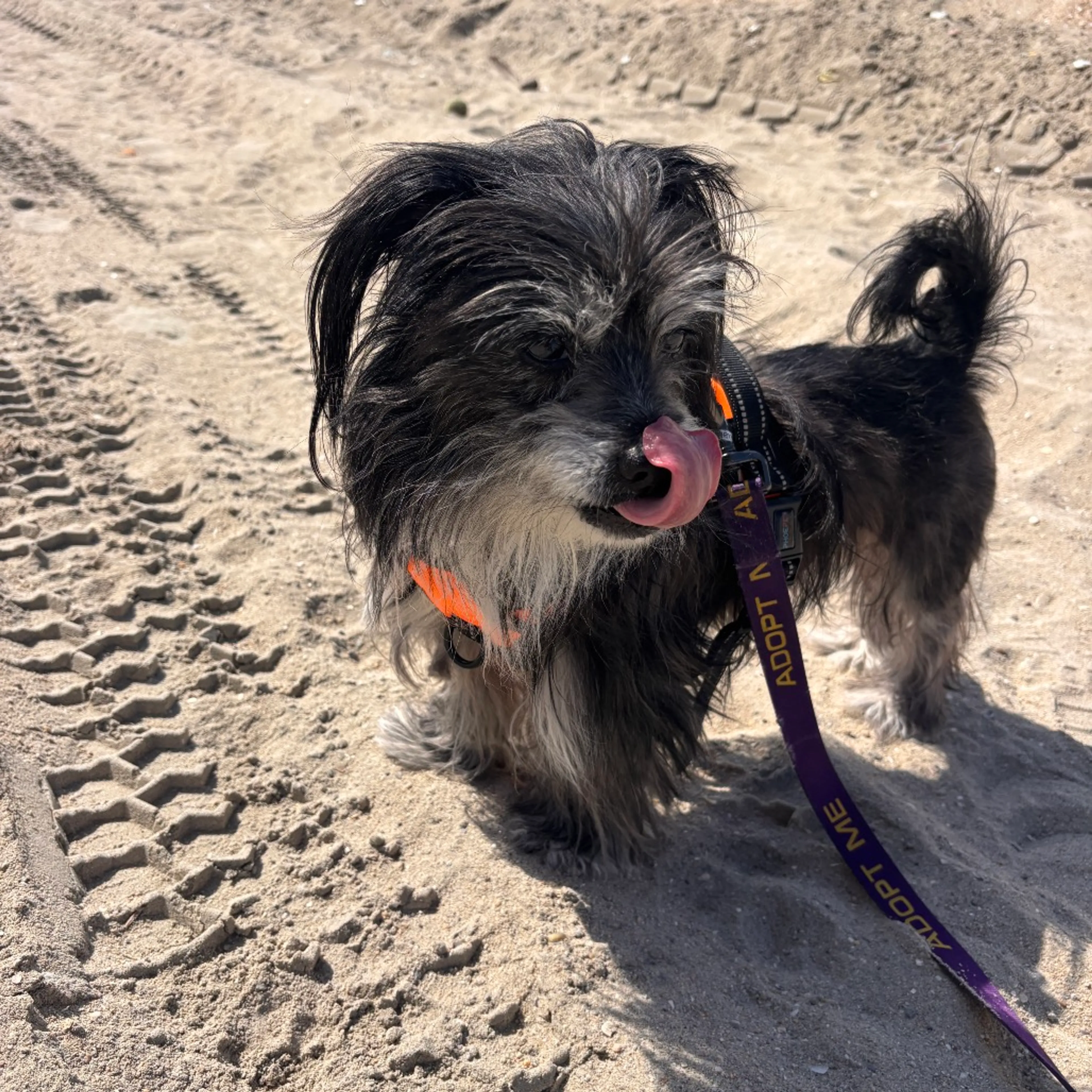 Found pet-1